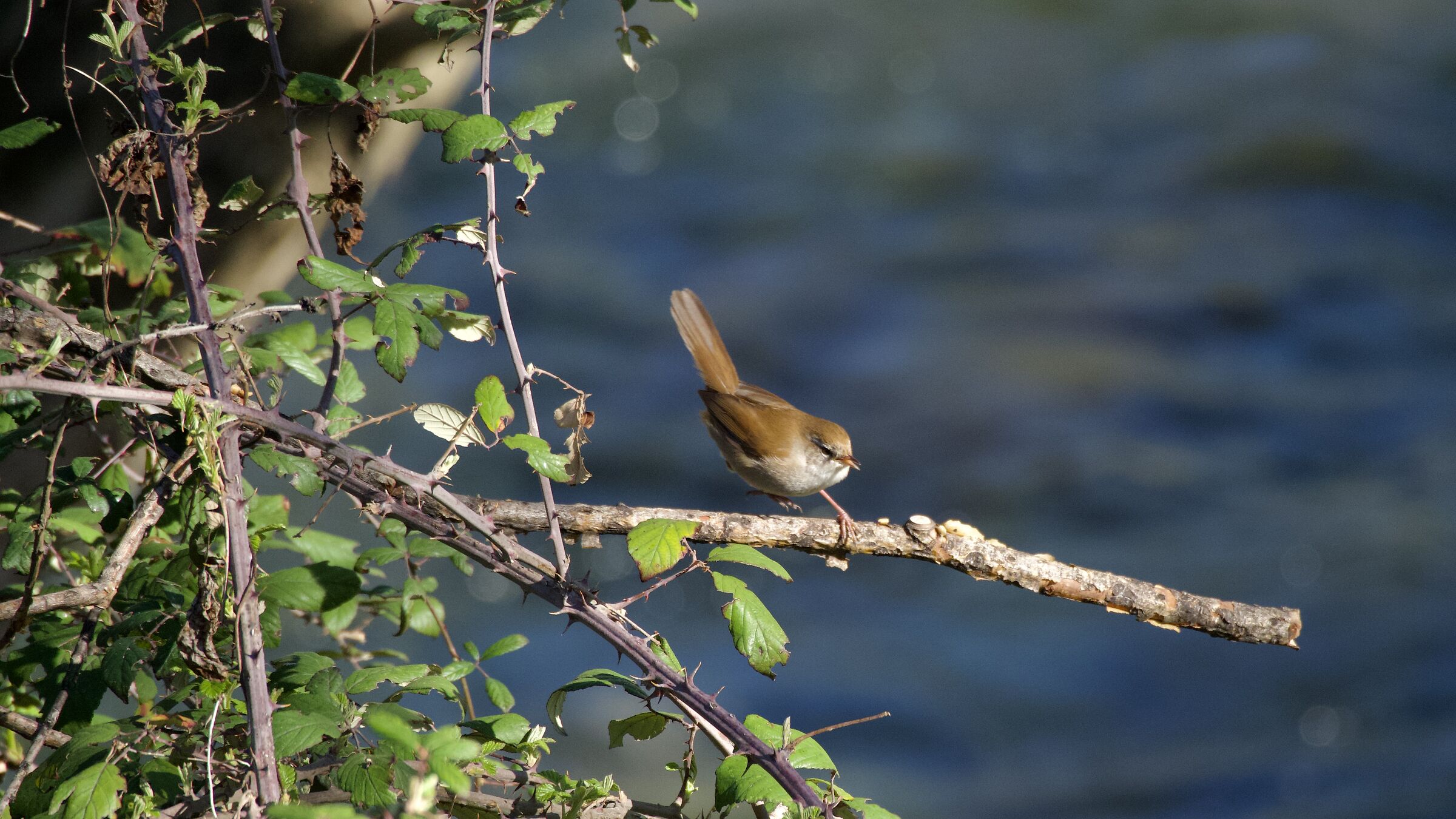 WREN