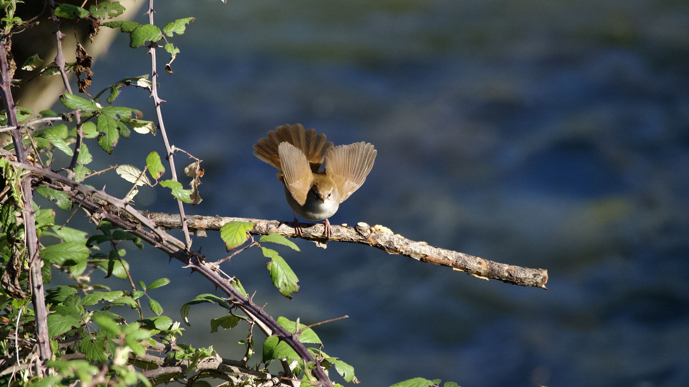 WREN