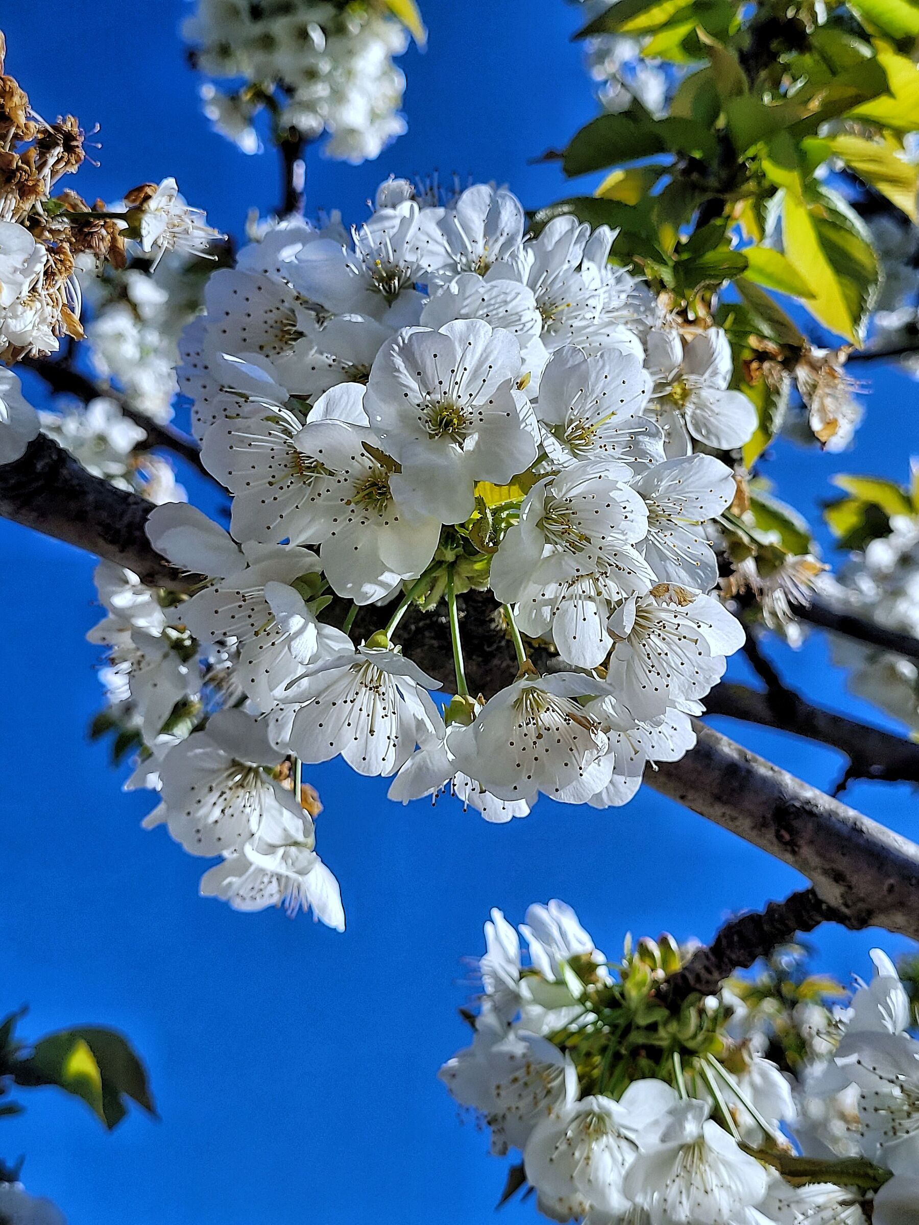 Almond blossom