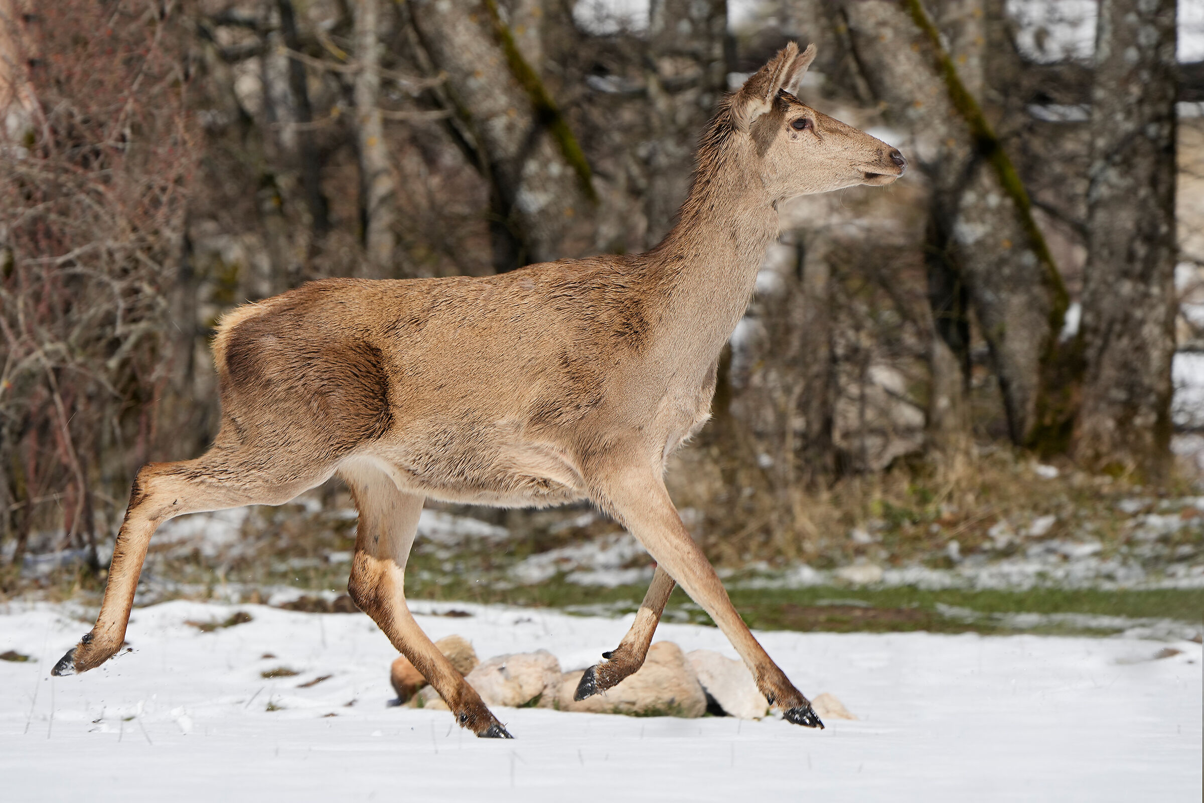 Noble deer