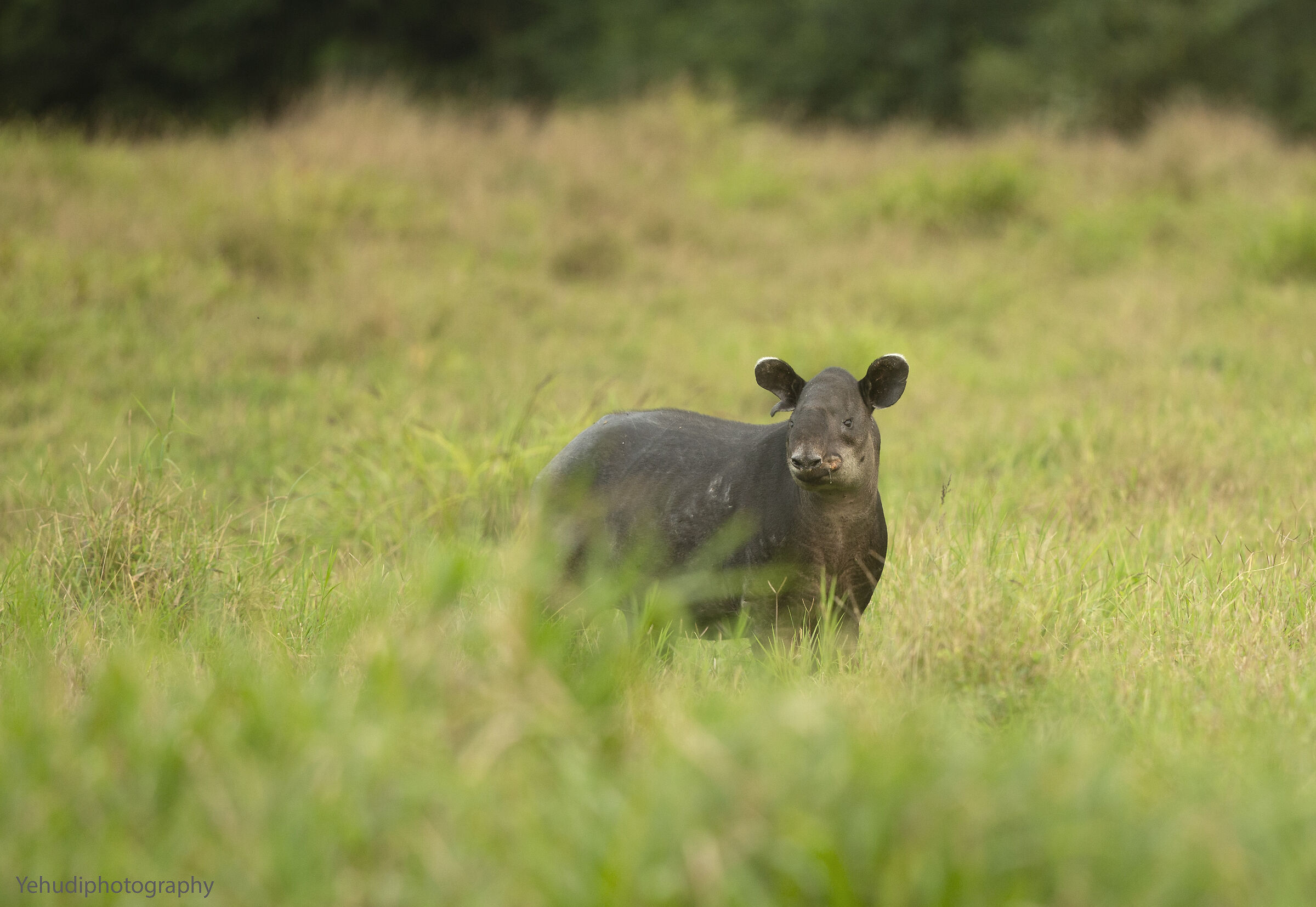 Tapiro