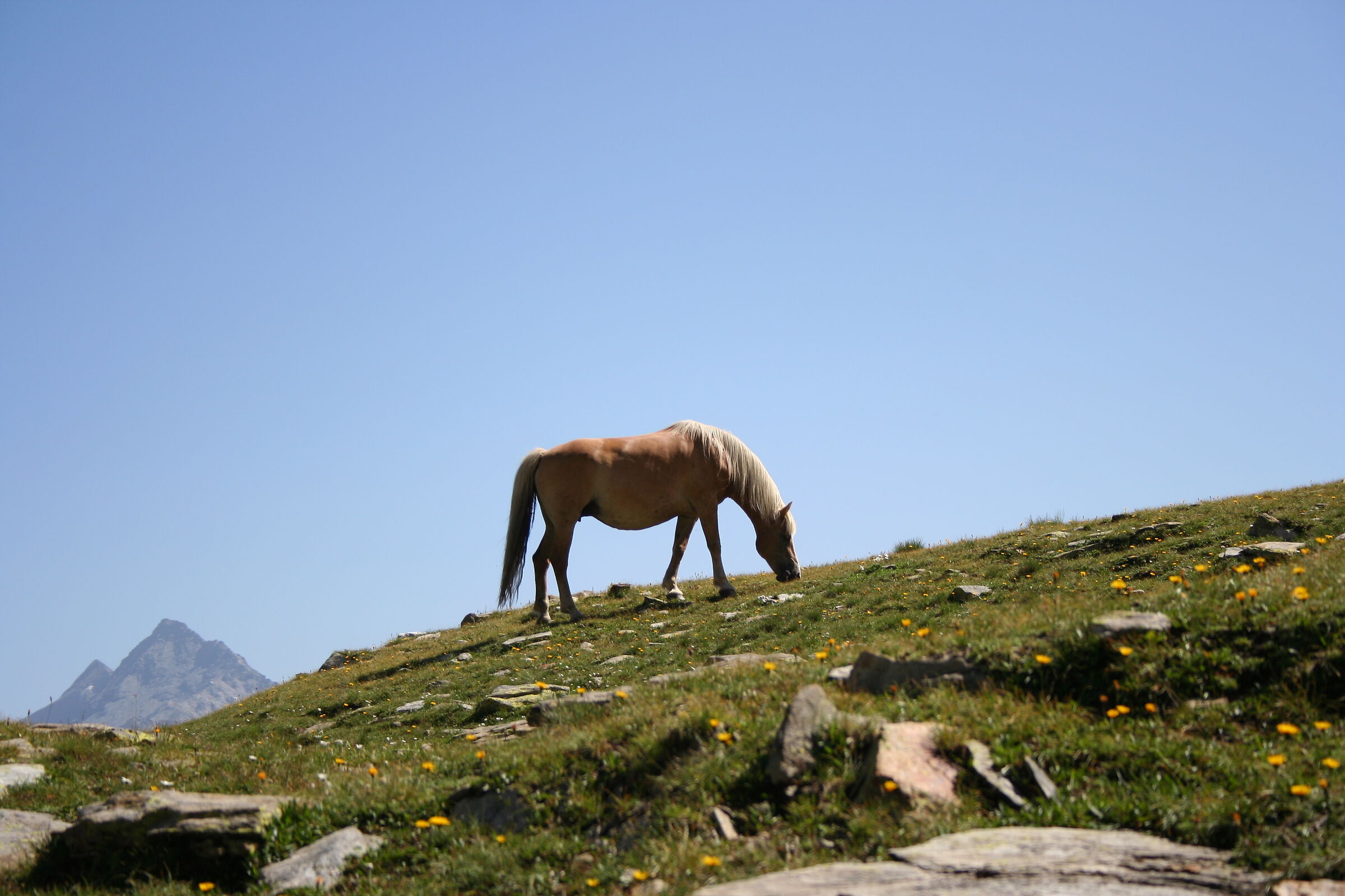 La Piana dei Cavalli (so)