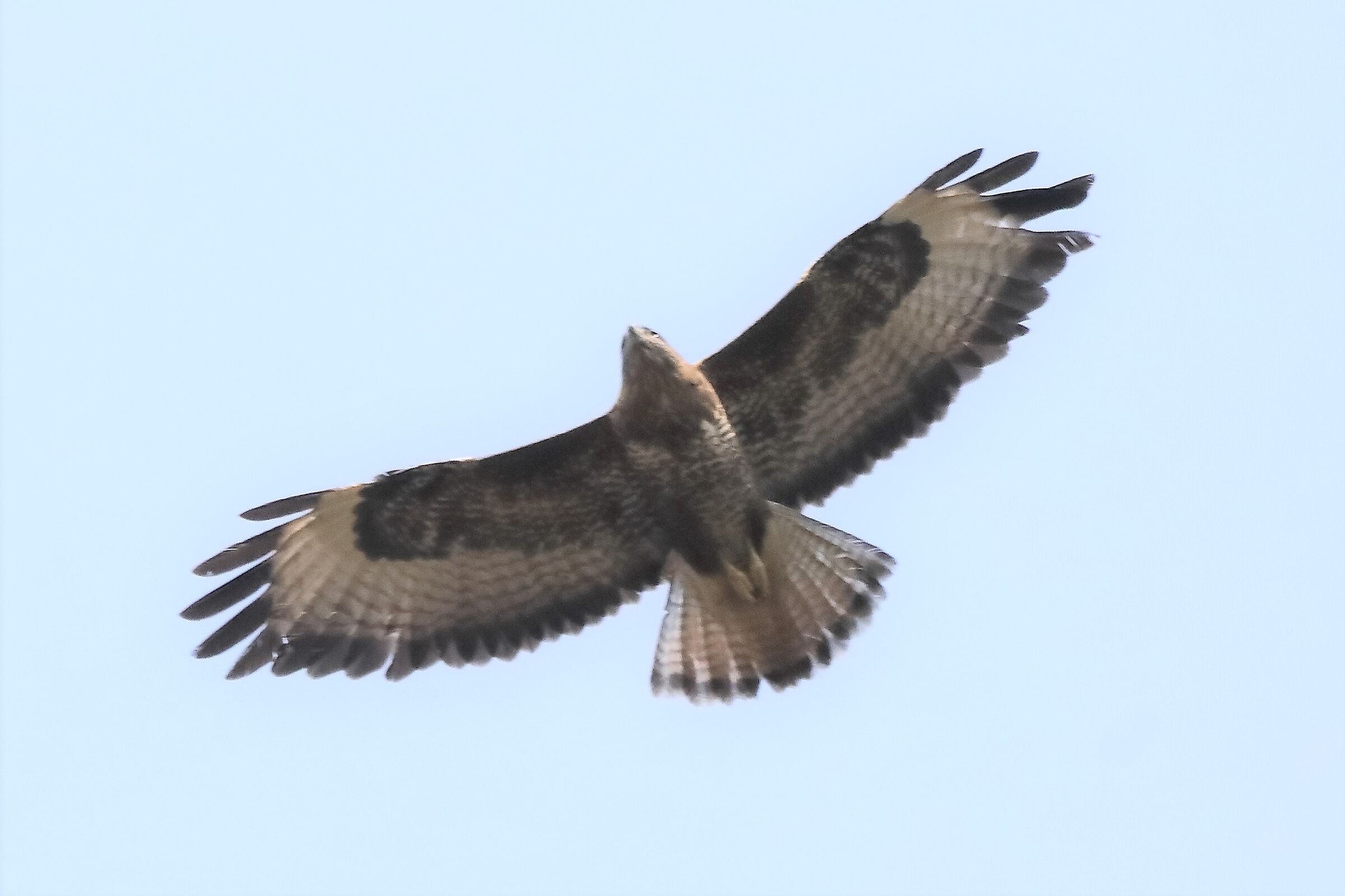 Buzzard 27-03-2022