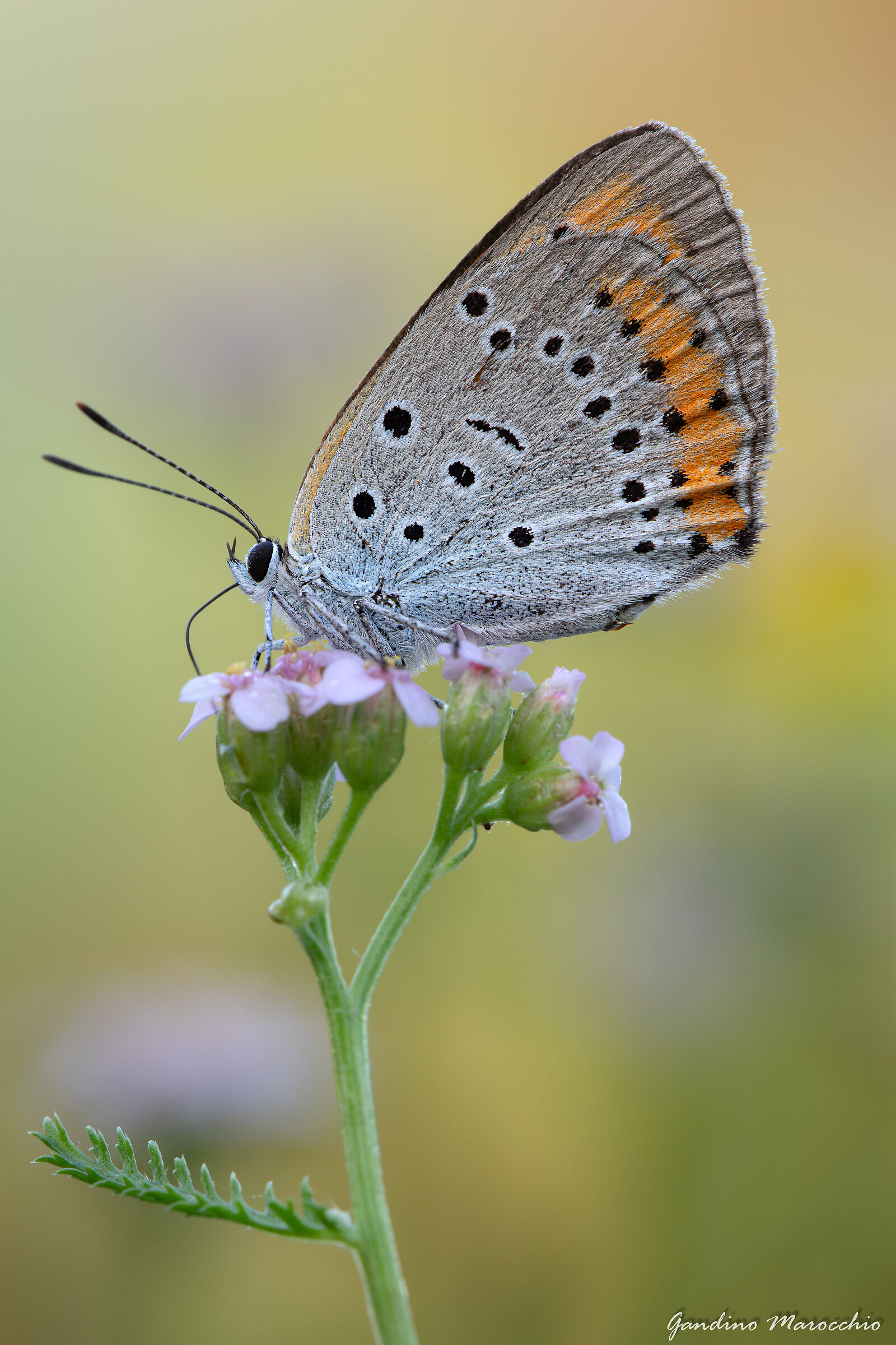 Lycaena Dispar