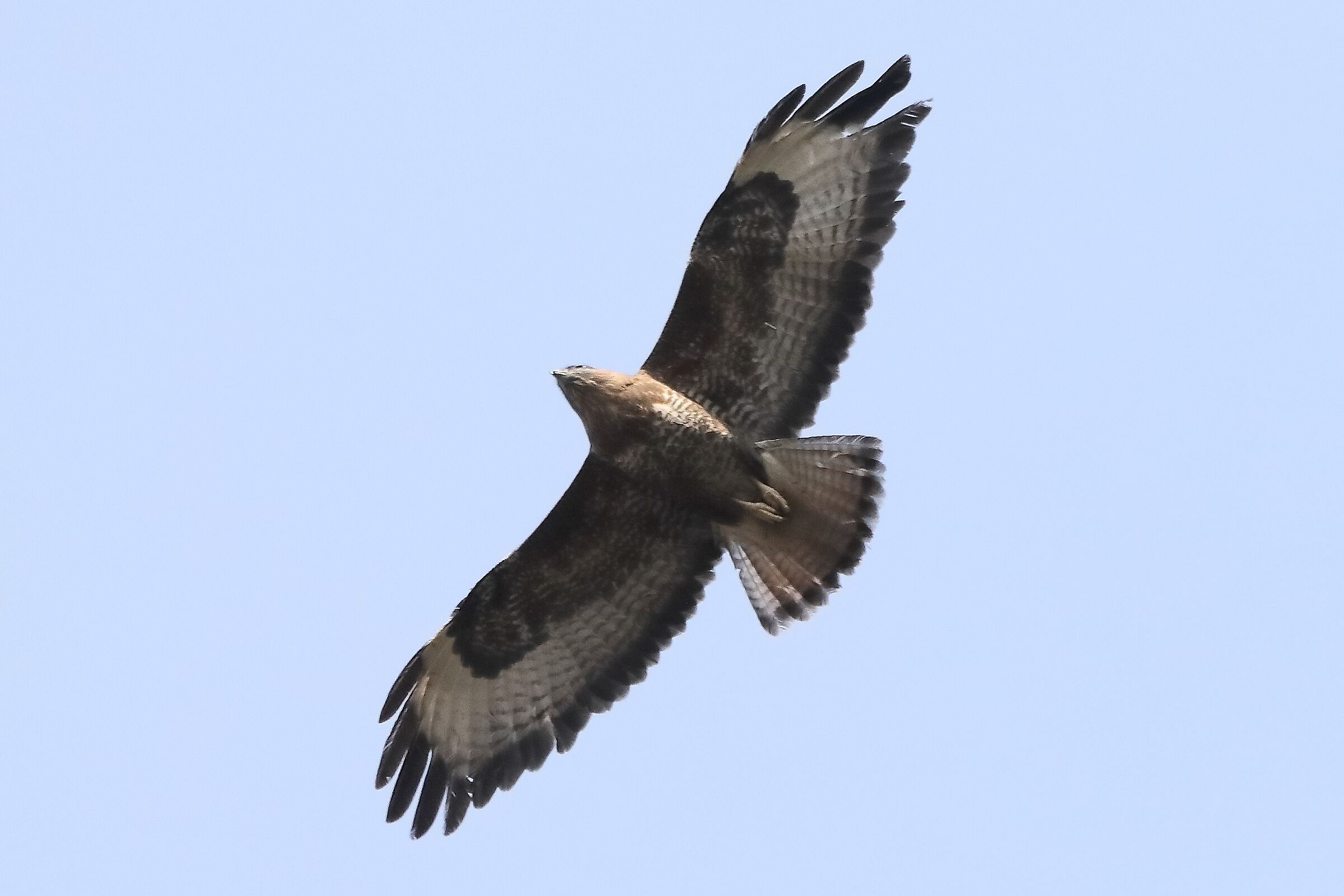 Buzzard 27-03-2022