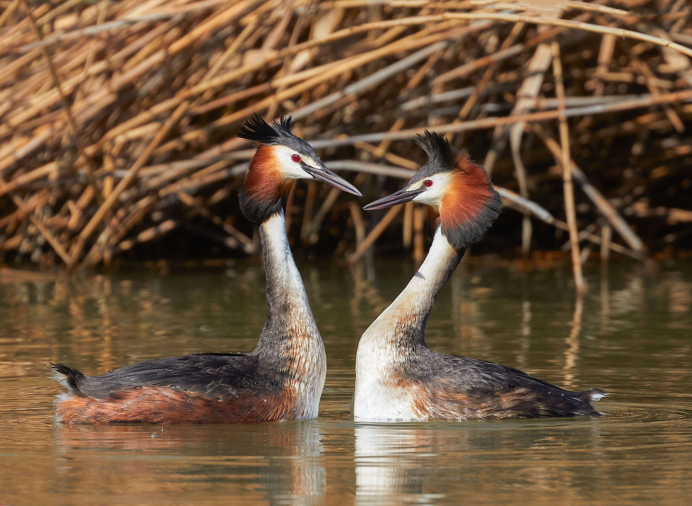 Grebes