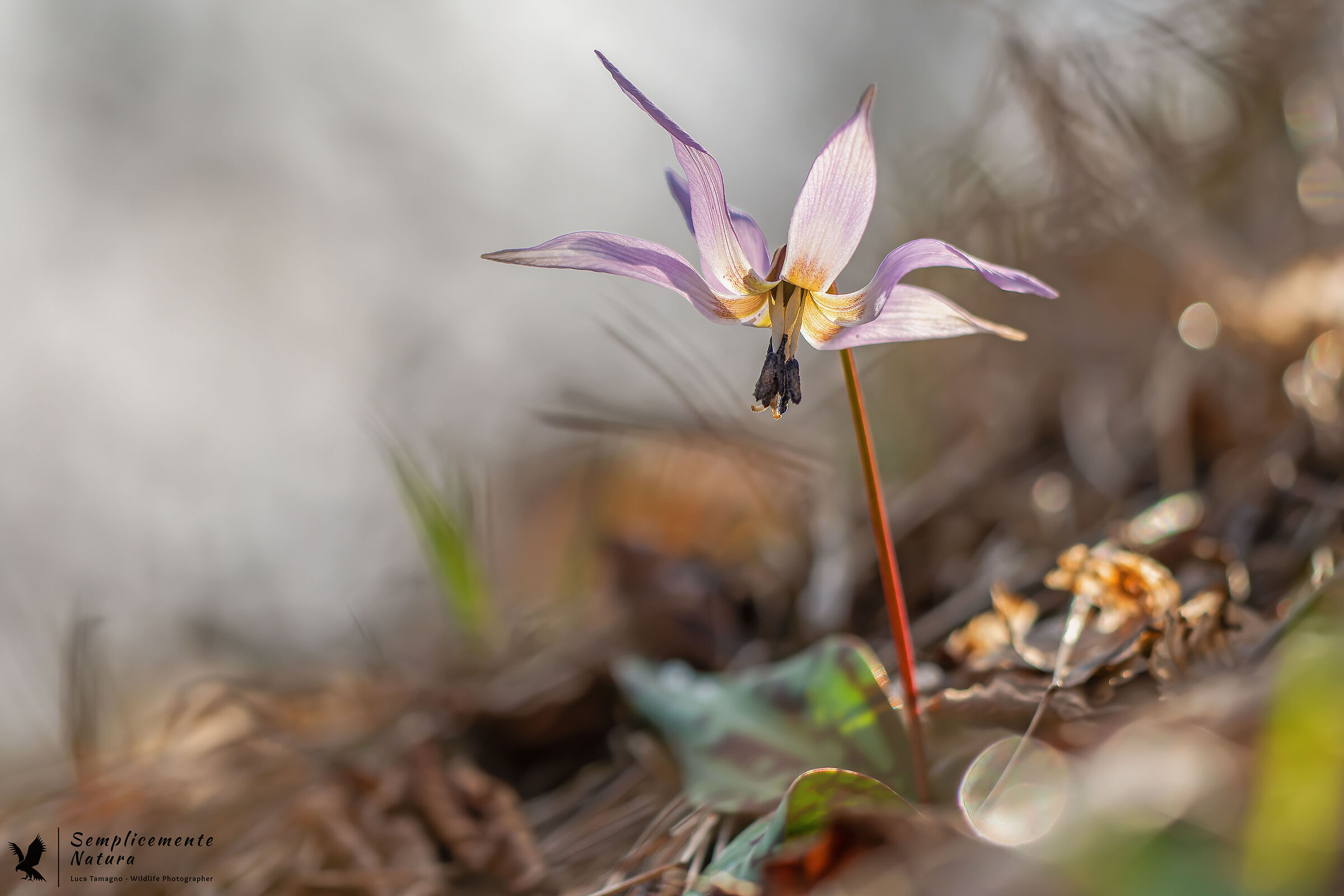 Dog's tooth (Erythronium dens-canis)