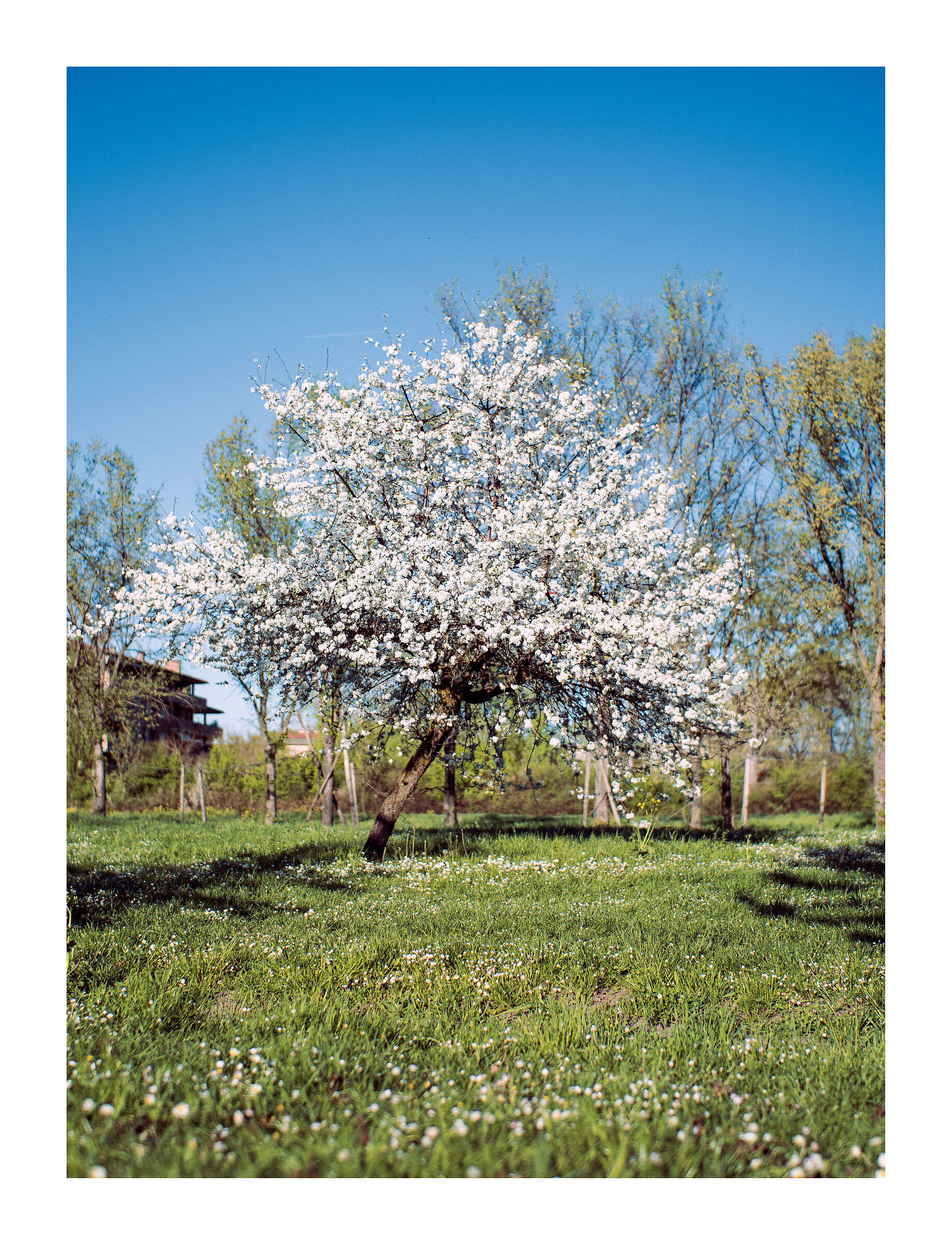 Primavera da cartolina