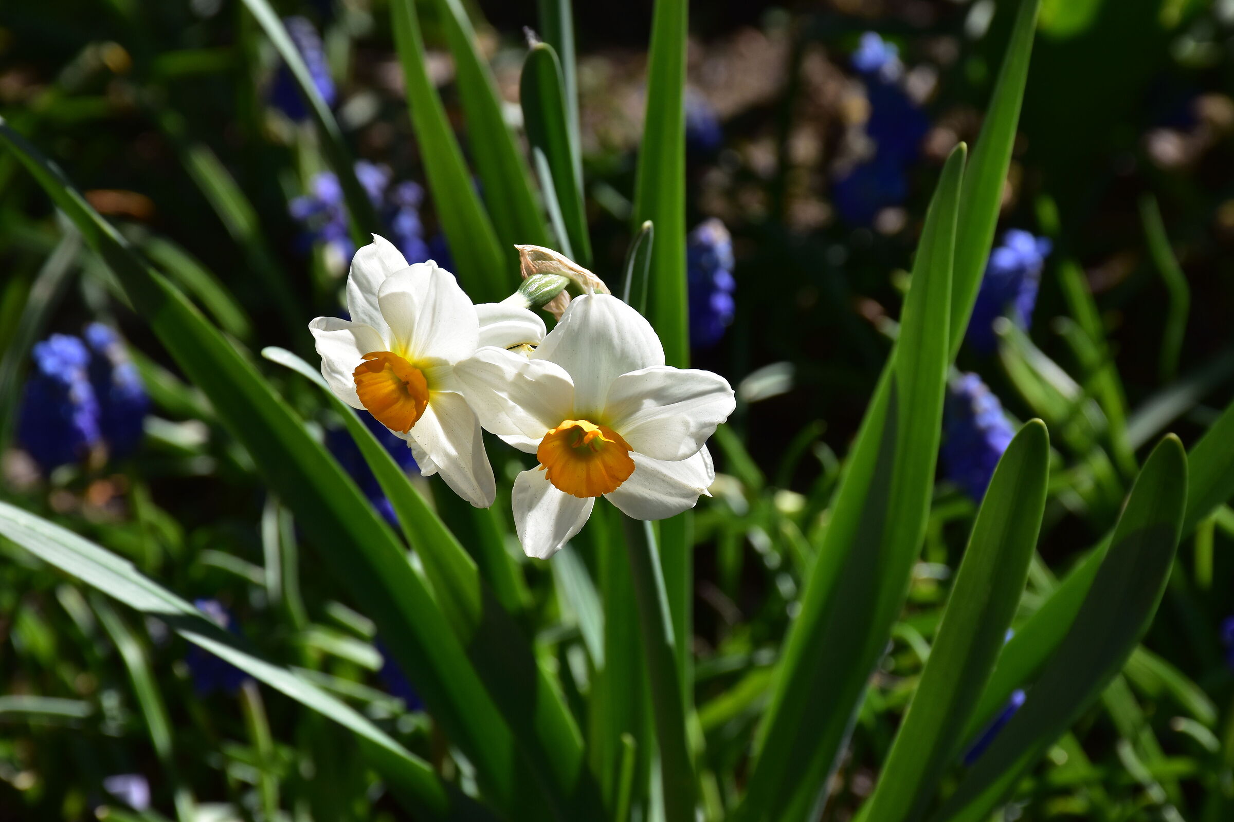 Daffodils in Pralormo