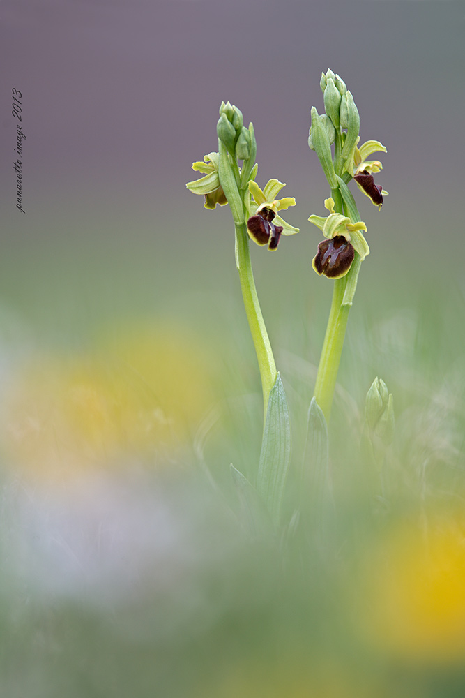 Ophrys sphegodes