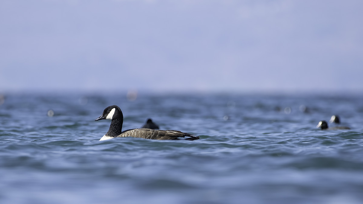 CANADA GOOSE