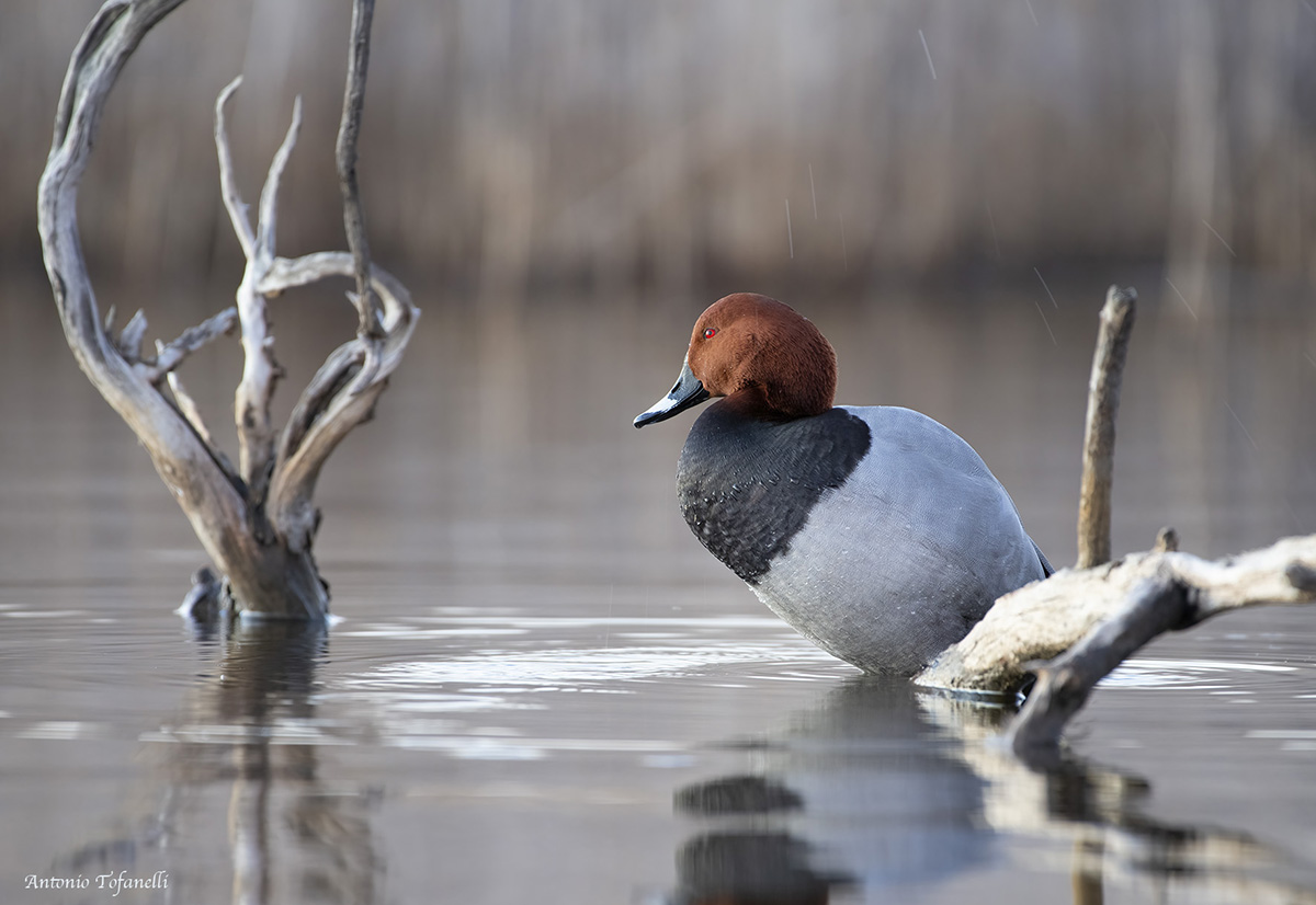 COMMON POCHARD