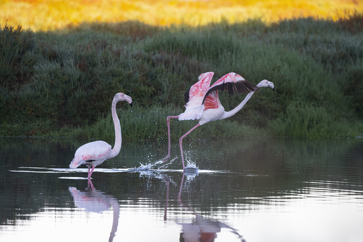 FLAMINGOES