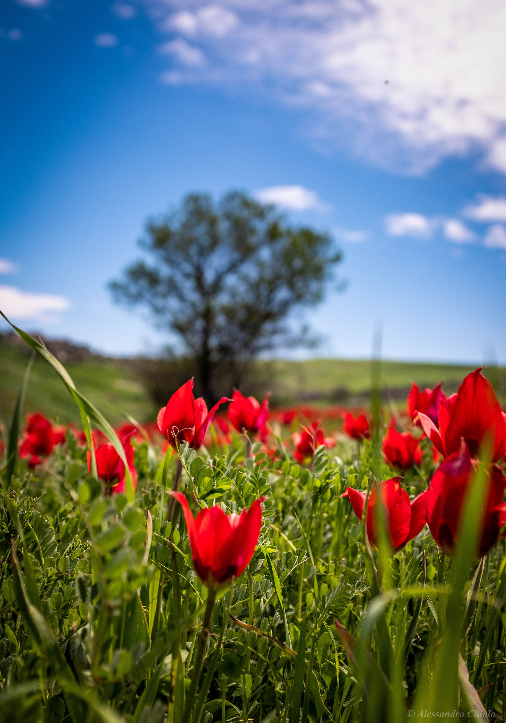 Red Sicily