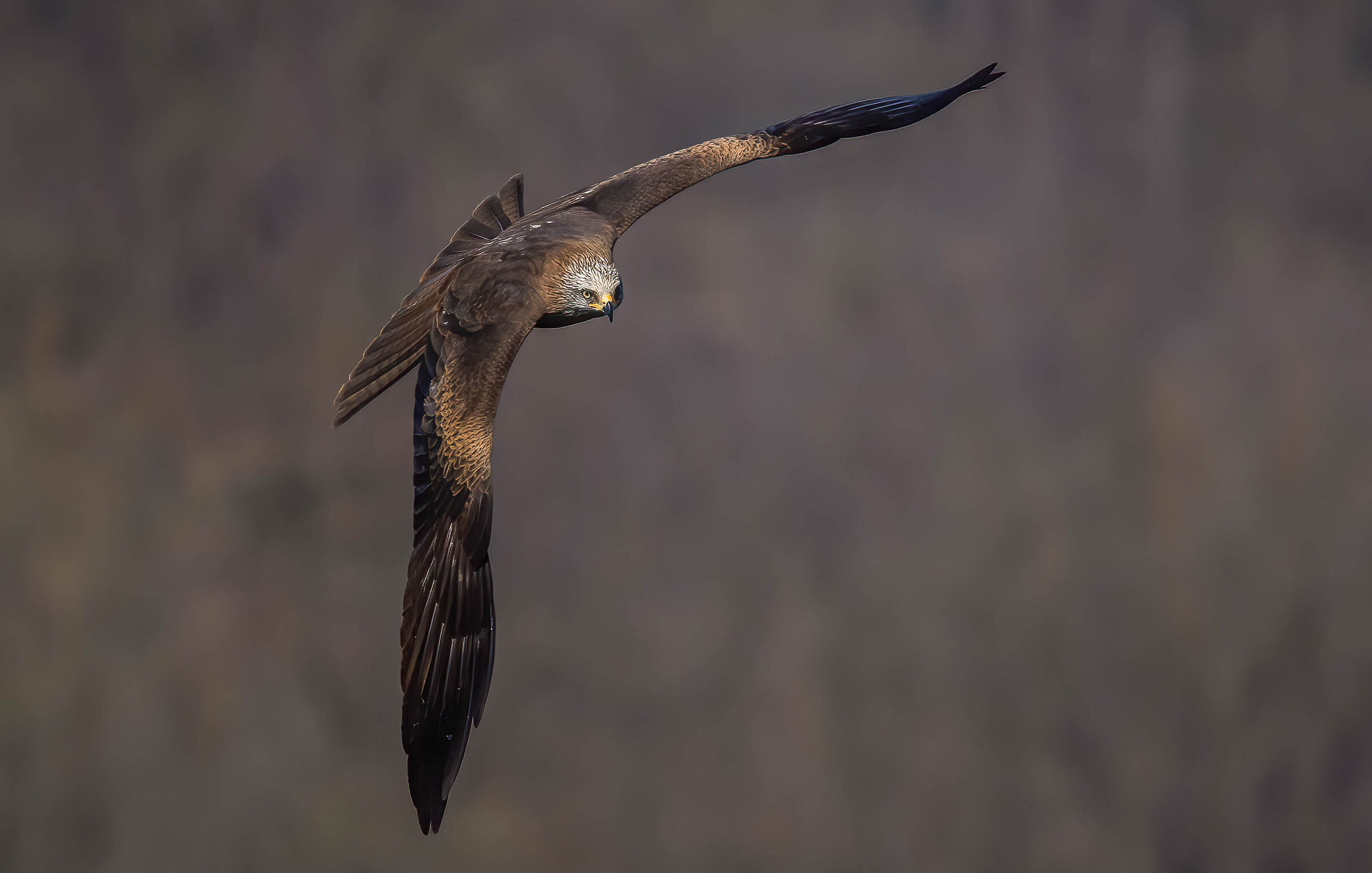 Black kite