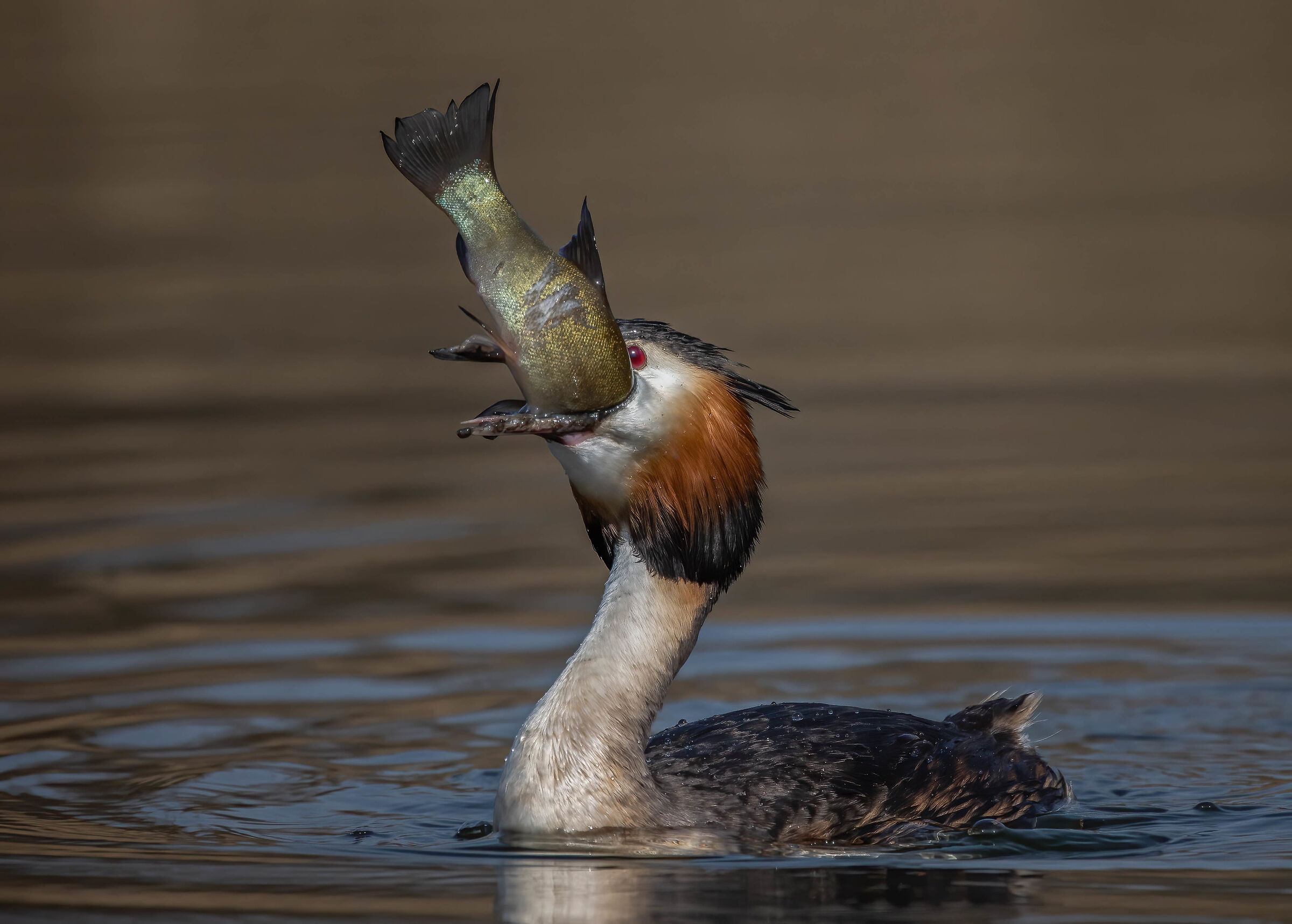Grebe