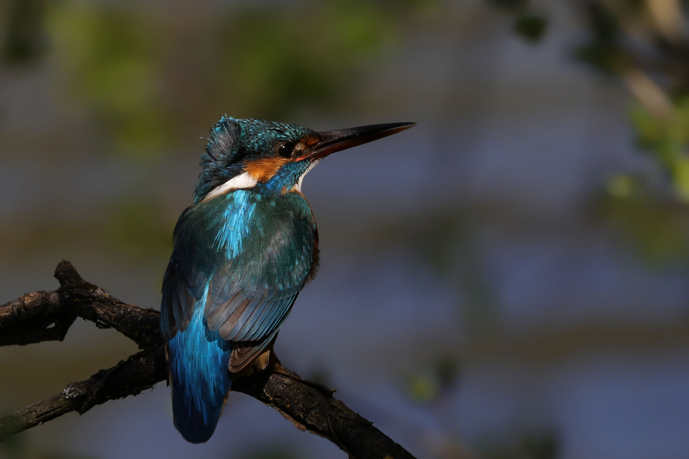 Between light and shadow