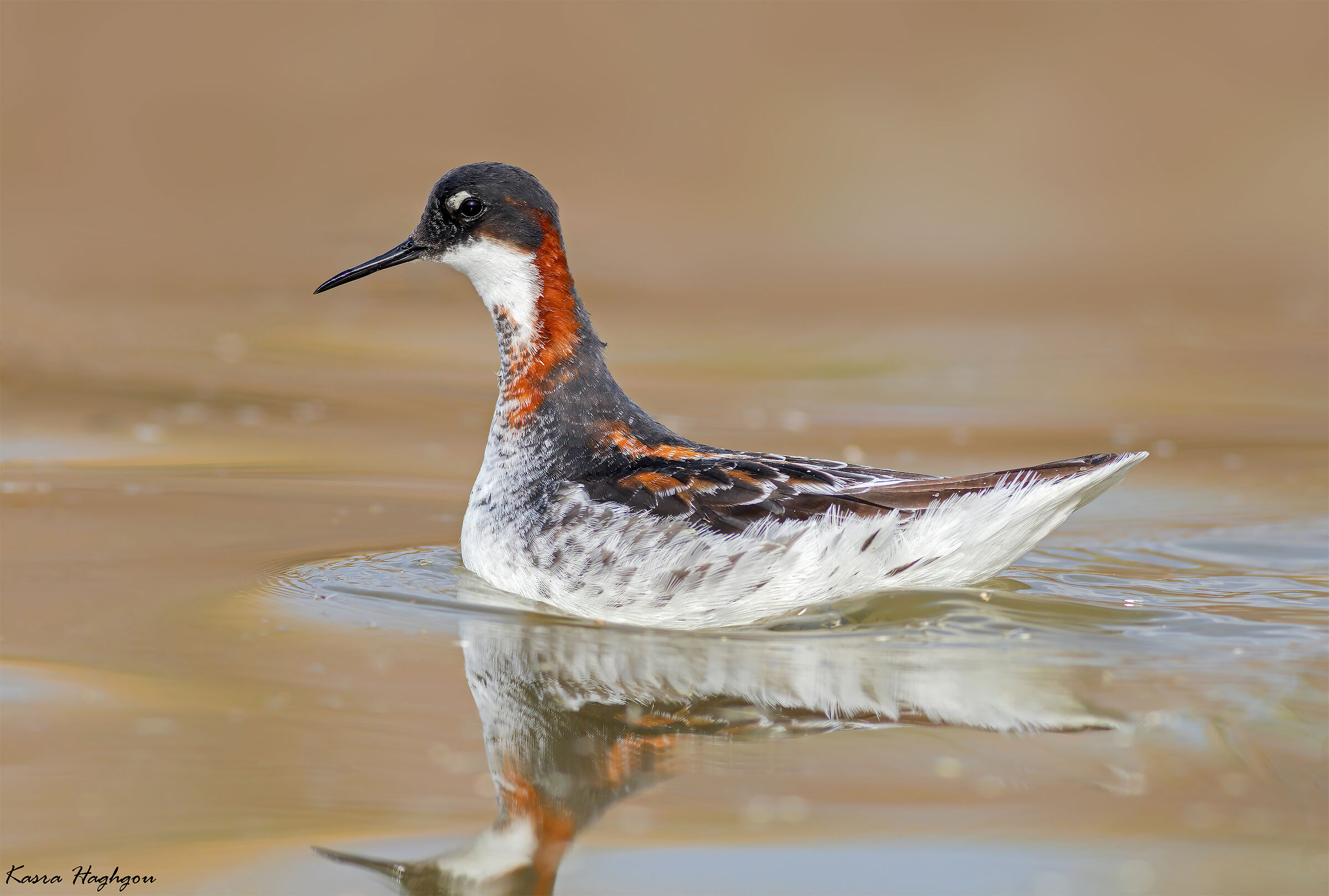 Red-necked phalarope