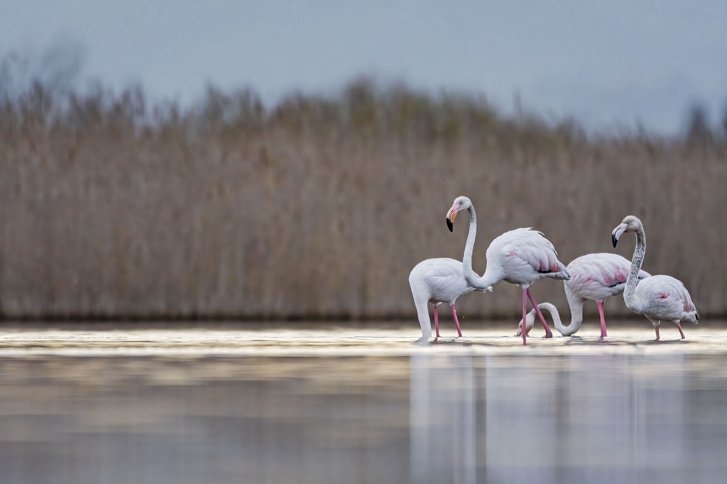 Flamingos immersed in a stormy sunrise