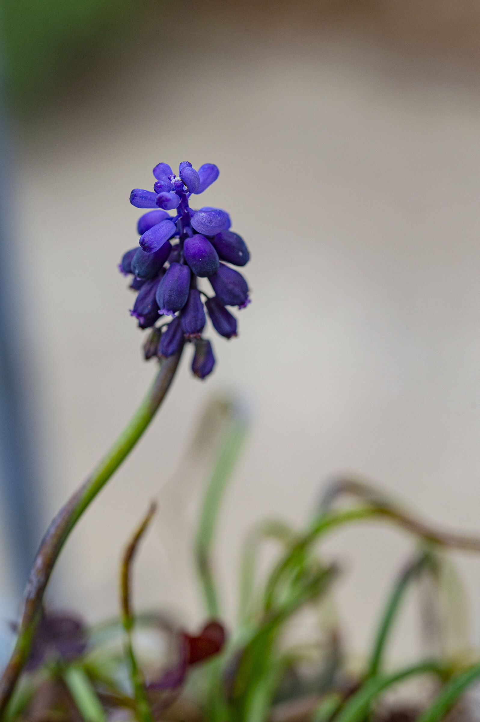 muscari