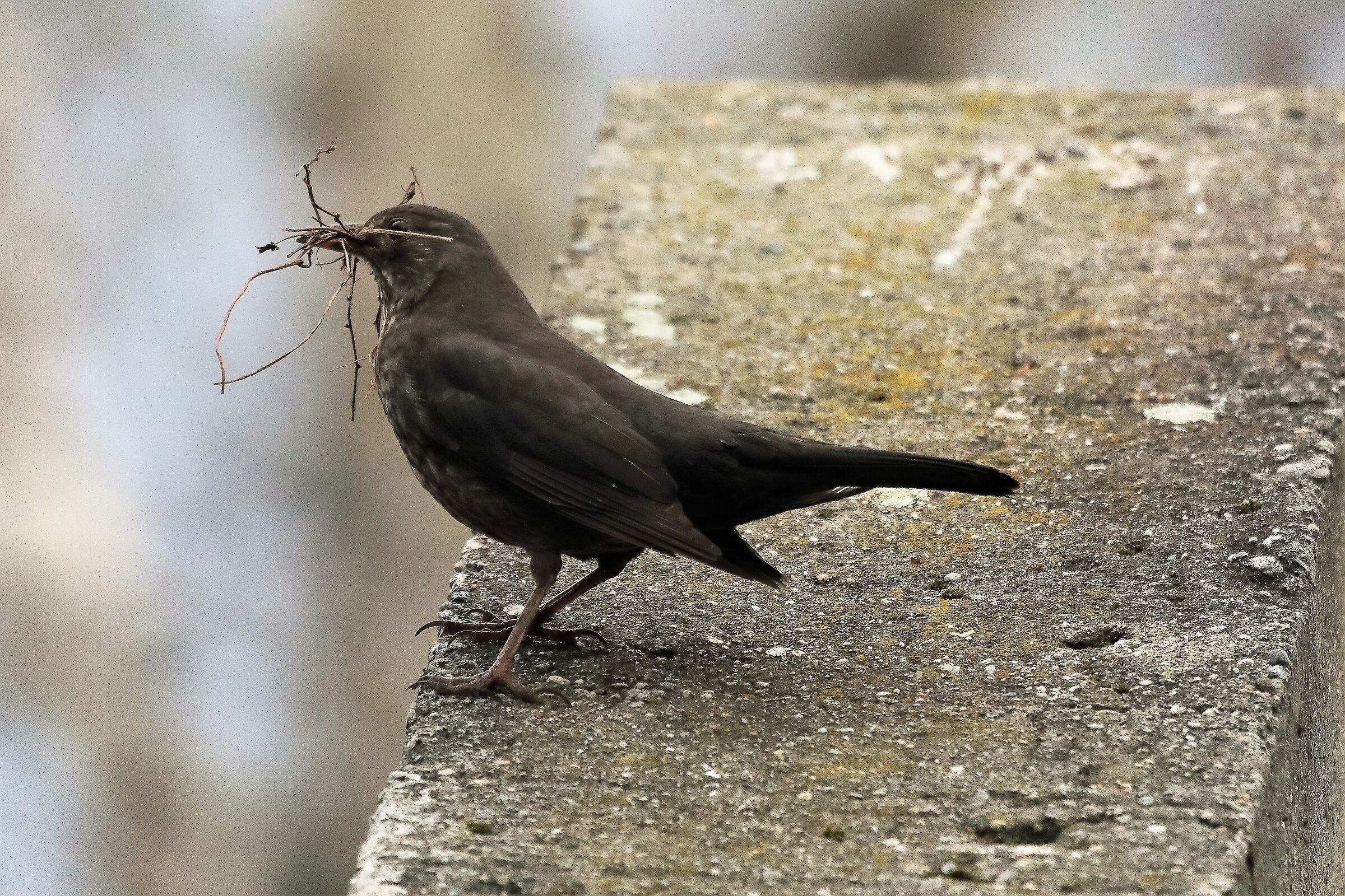 blackbird 30-03-2022