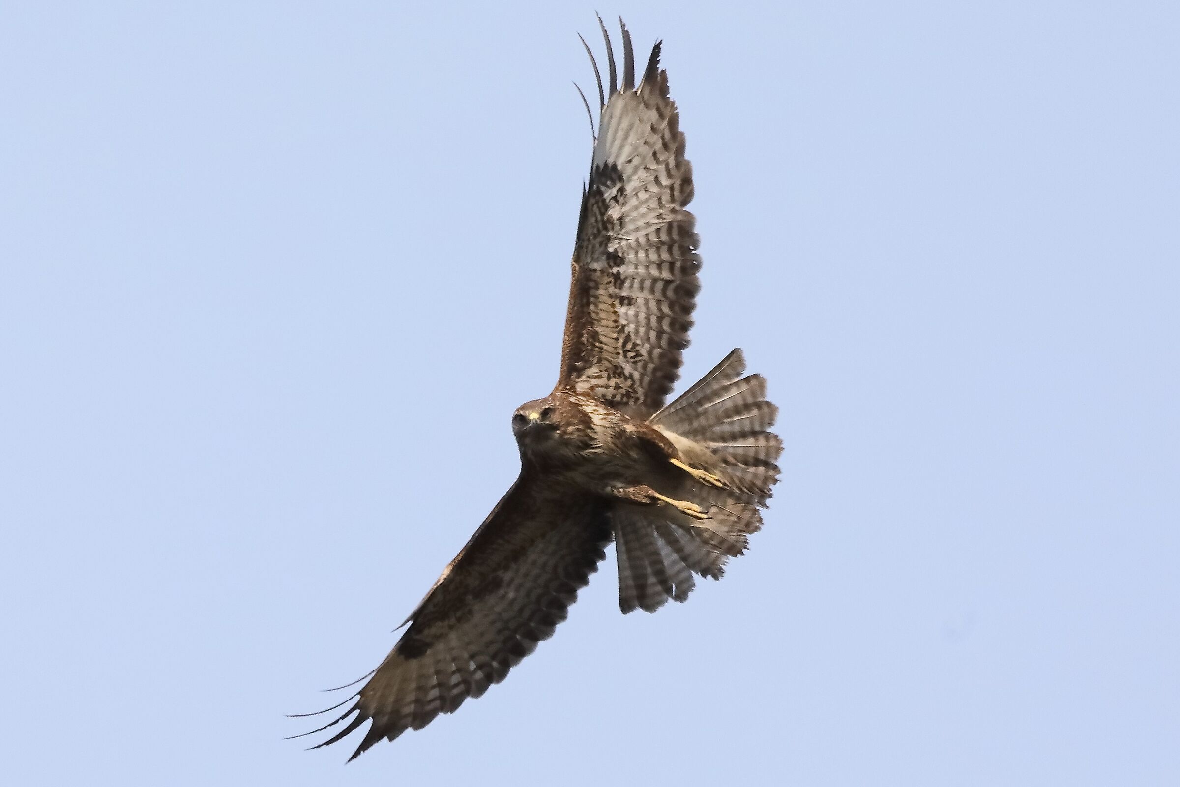 Buzzard 27-03-2022