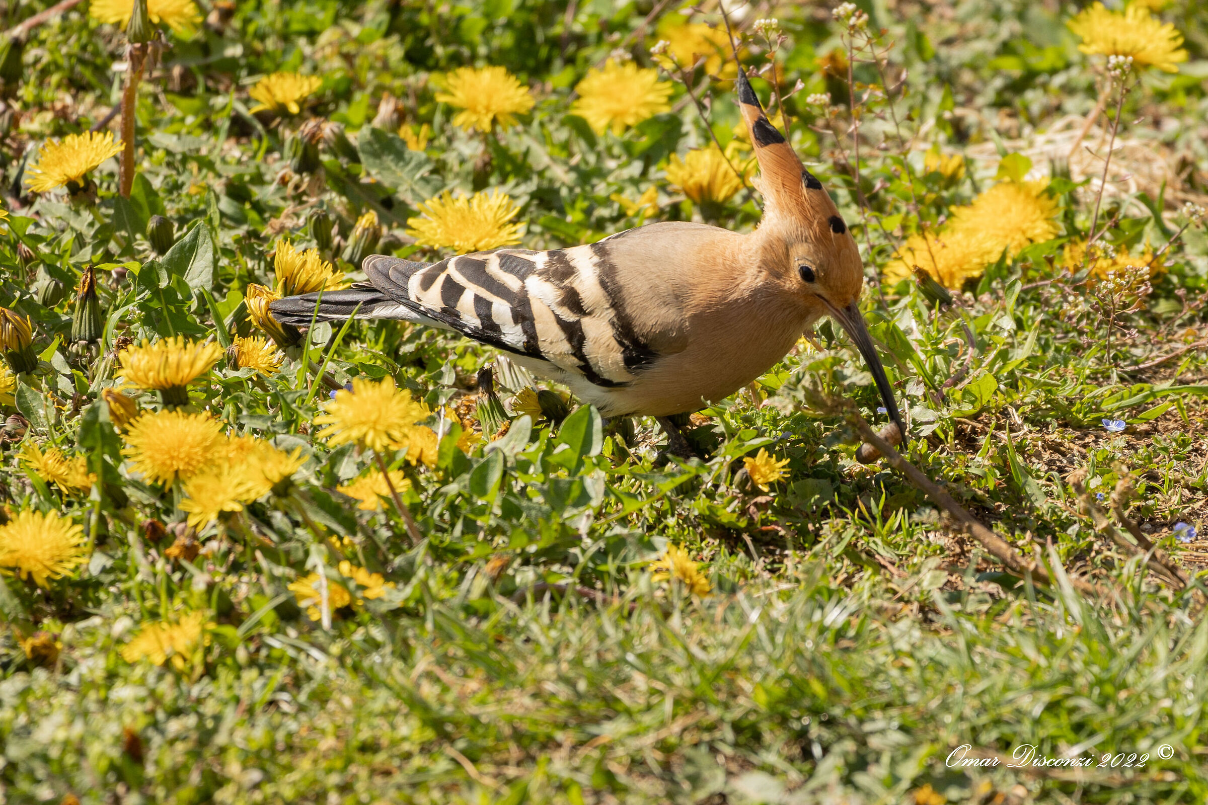 Upupa