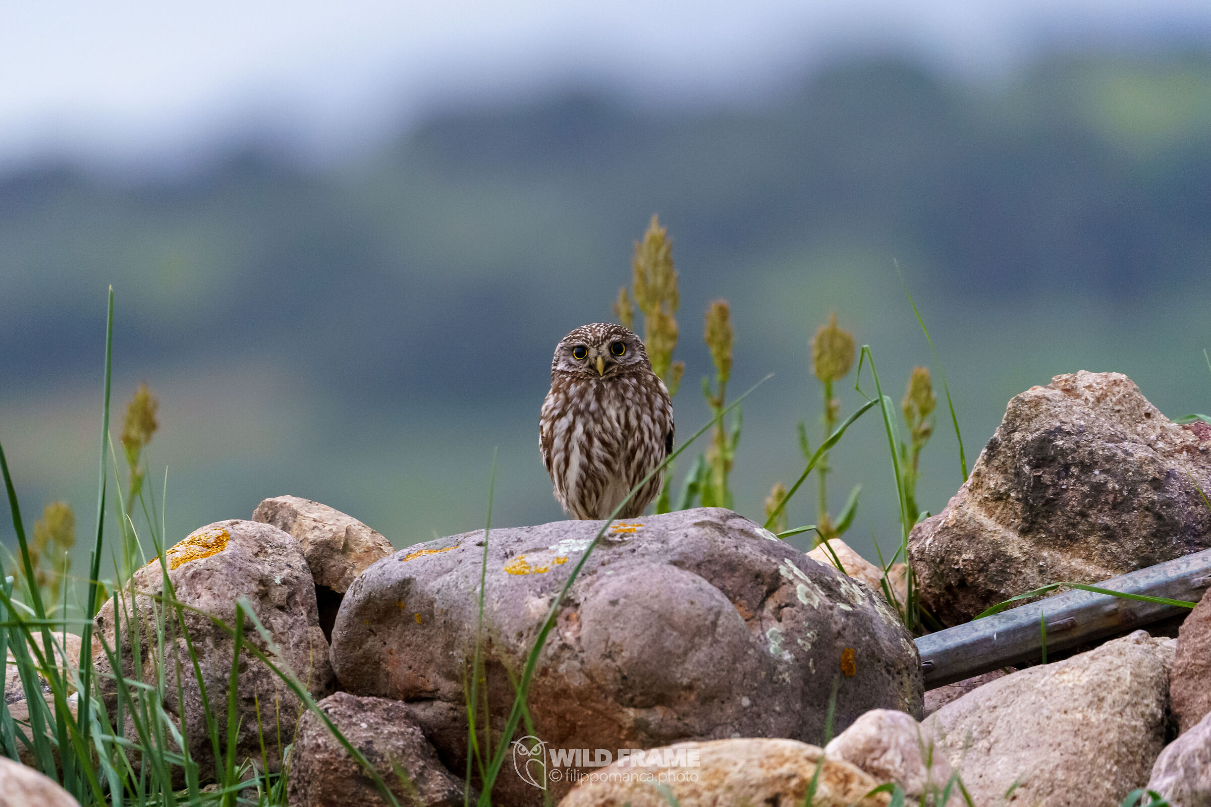 Owl at dawn