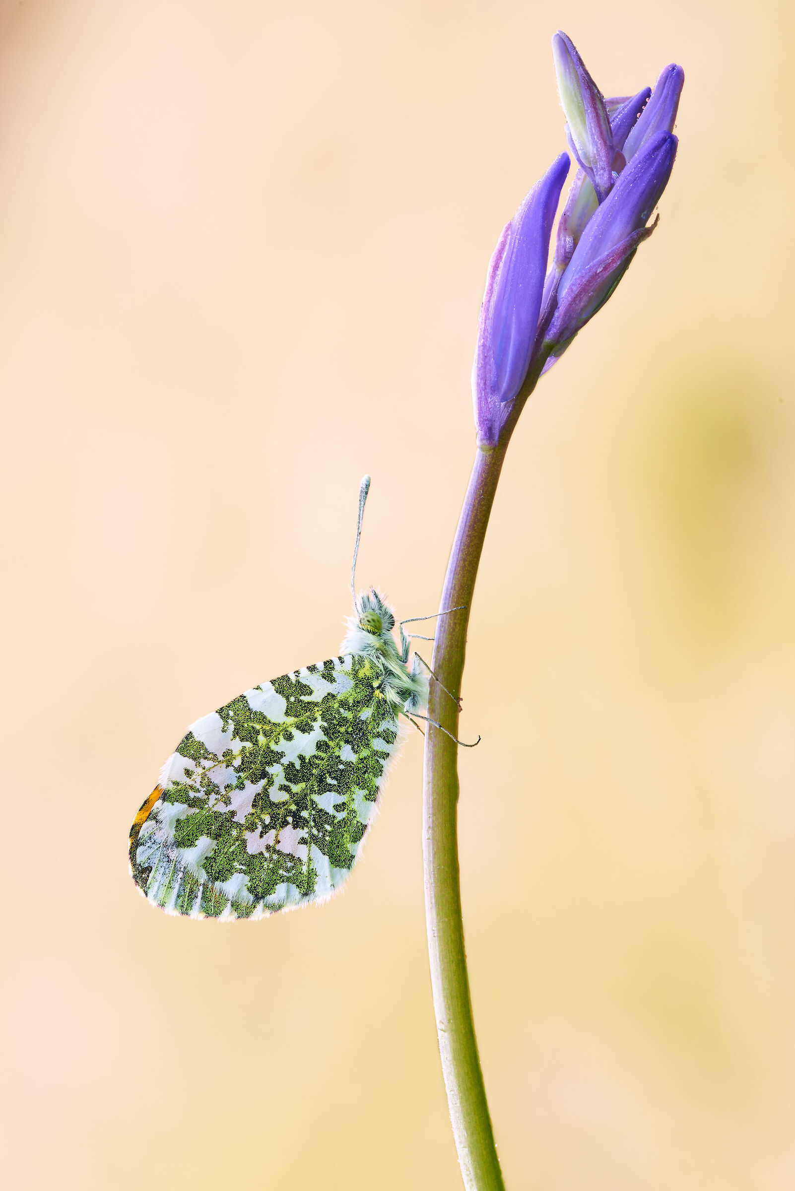 orange tip