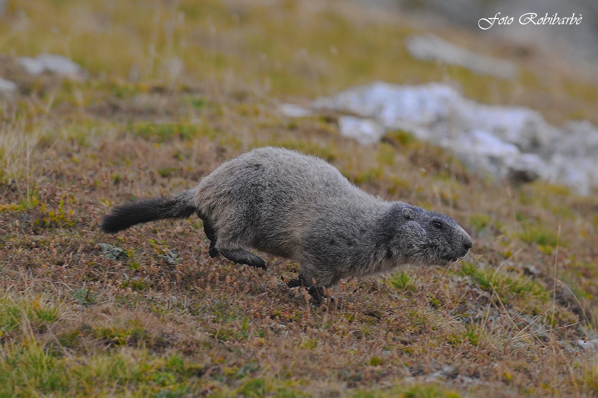Marmotta ... in fuga.....
