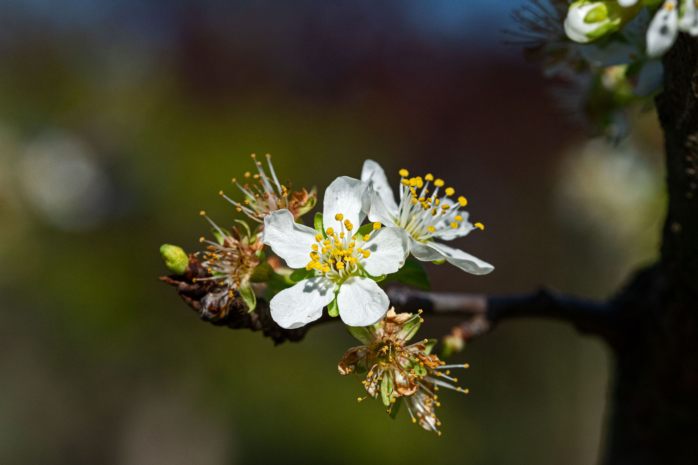 Primavera inoltrata