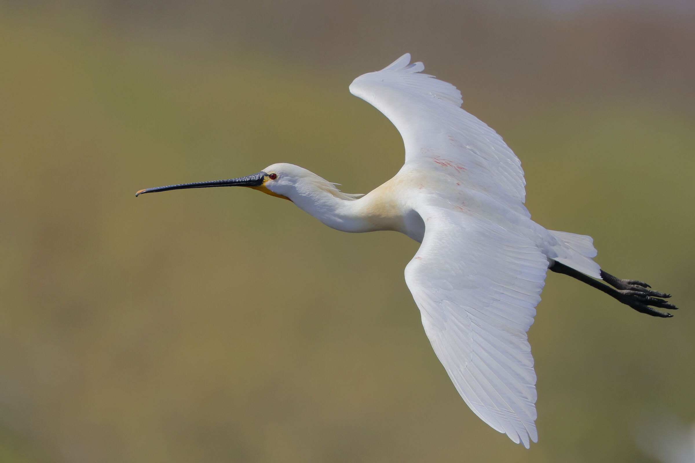 Spatula in wedding dress