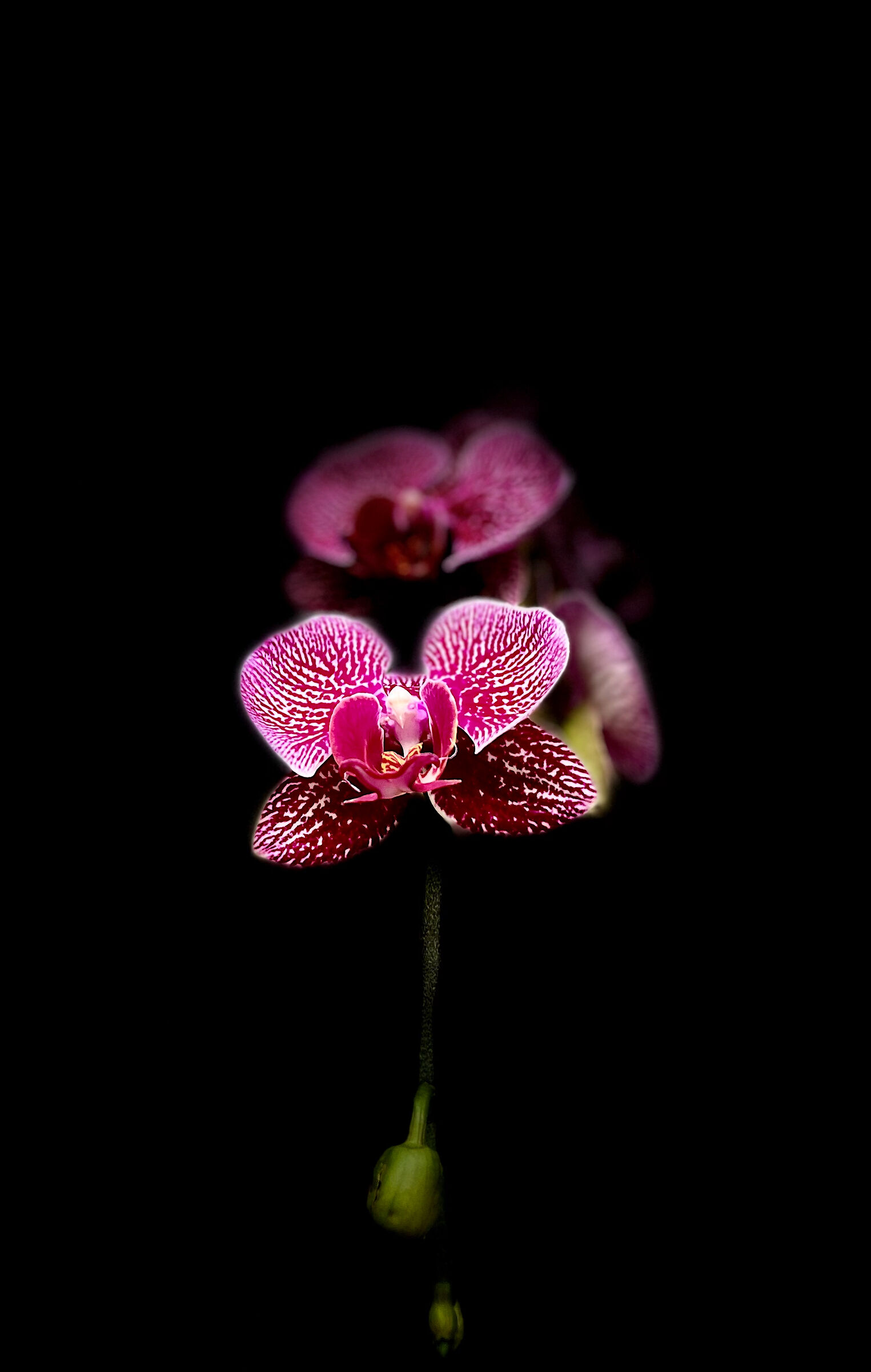 Orchidea
