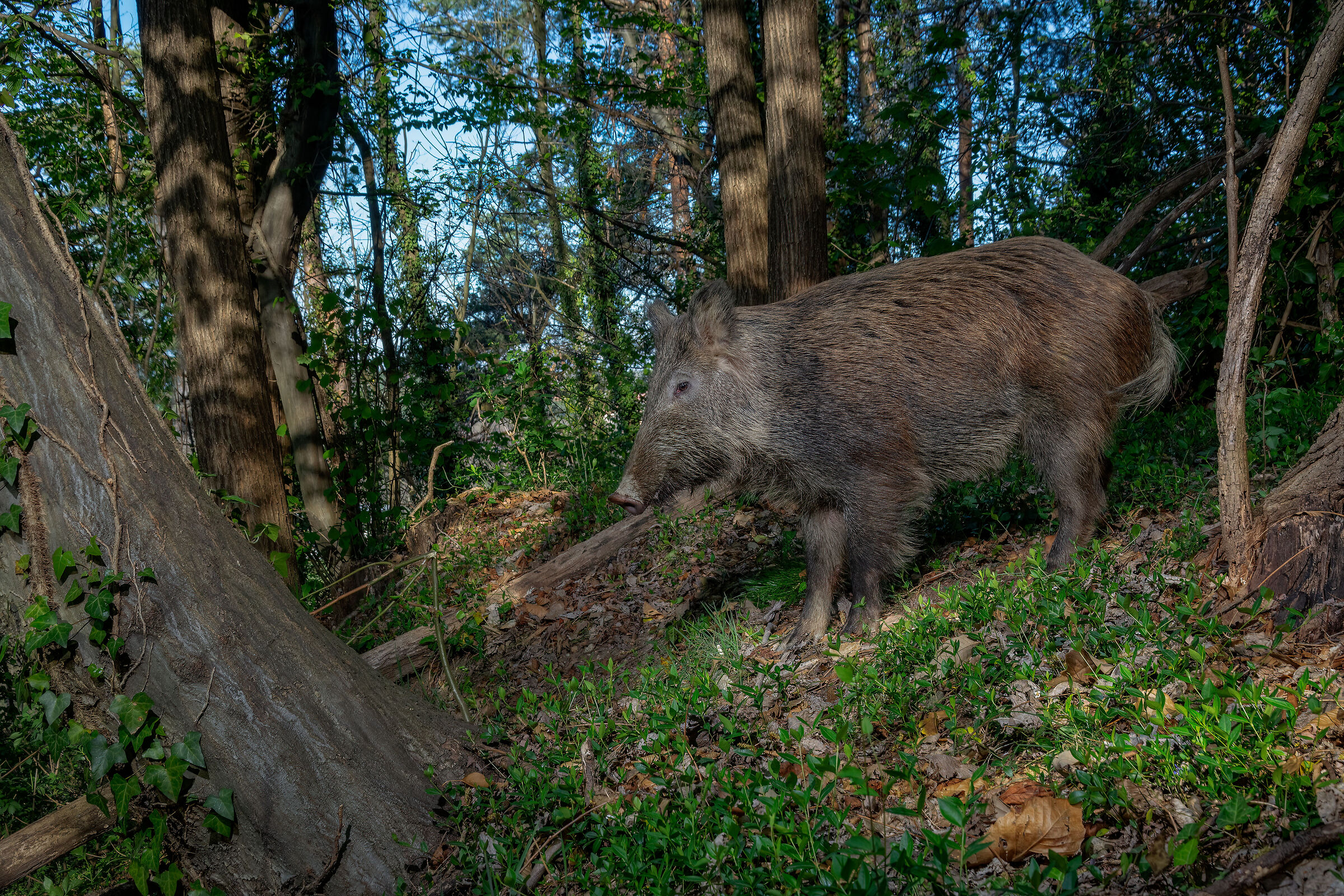 Wild boar