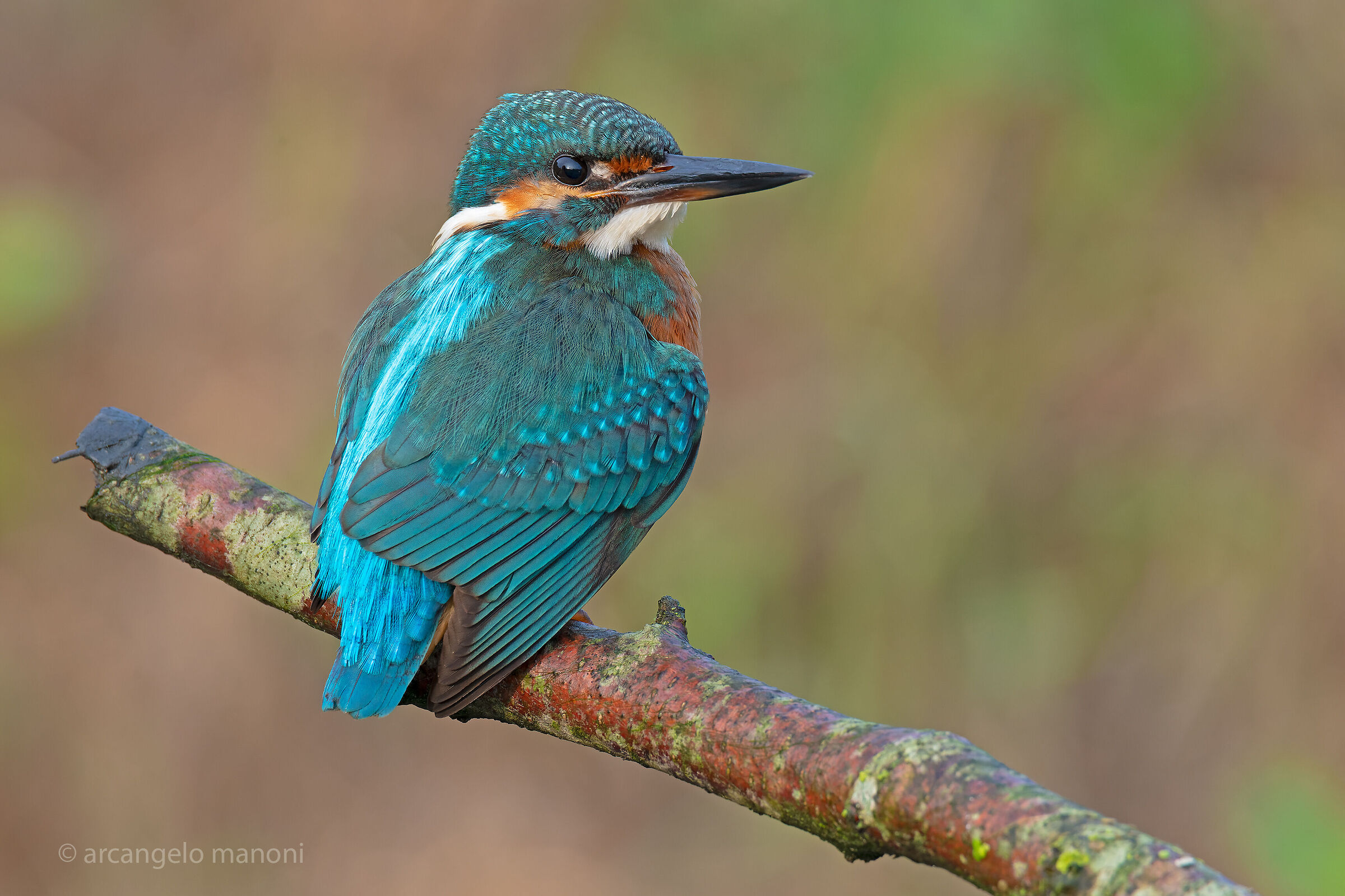 Il martino è sempre il martino