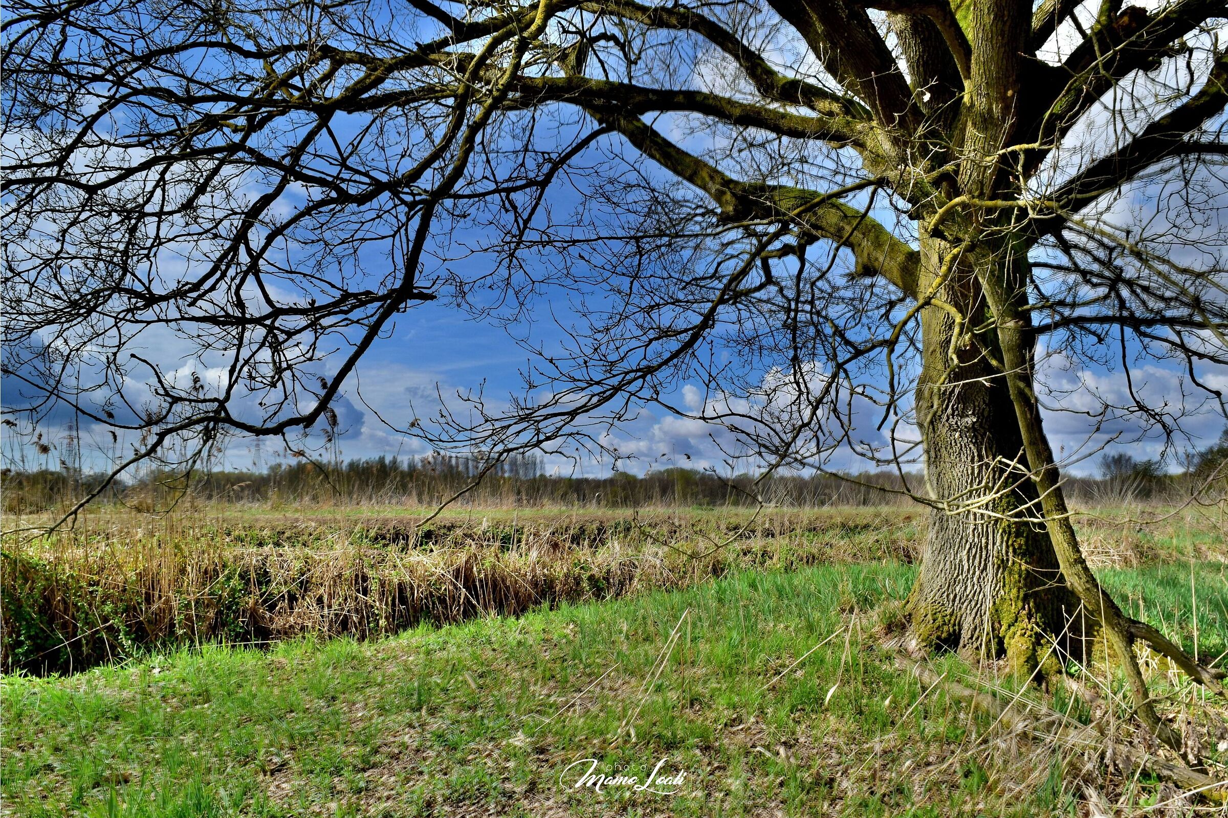 Nuvole e albero 1