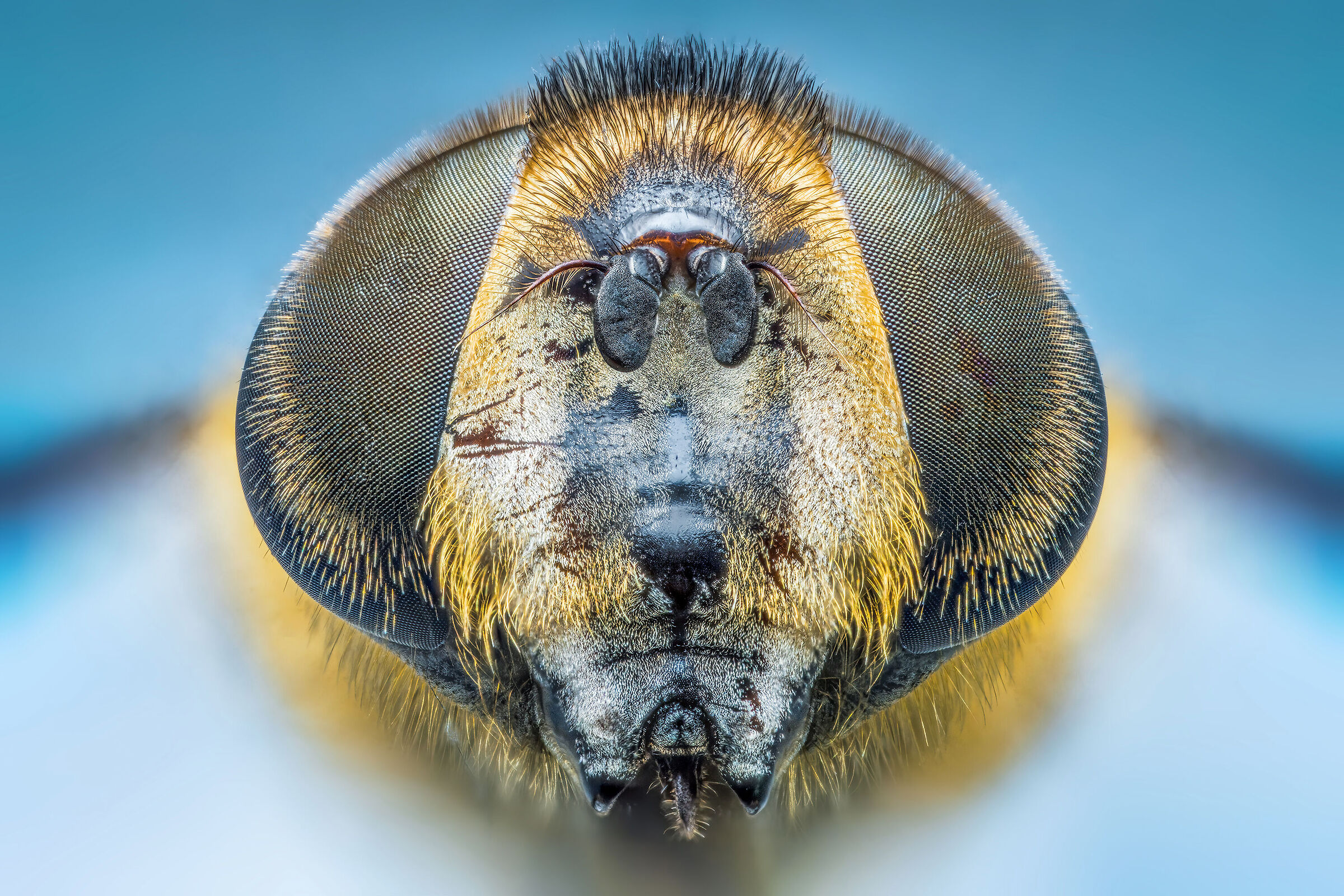 Eristalis Lineata