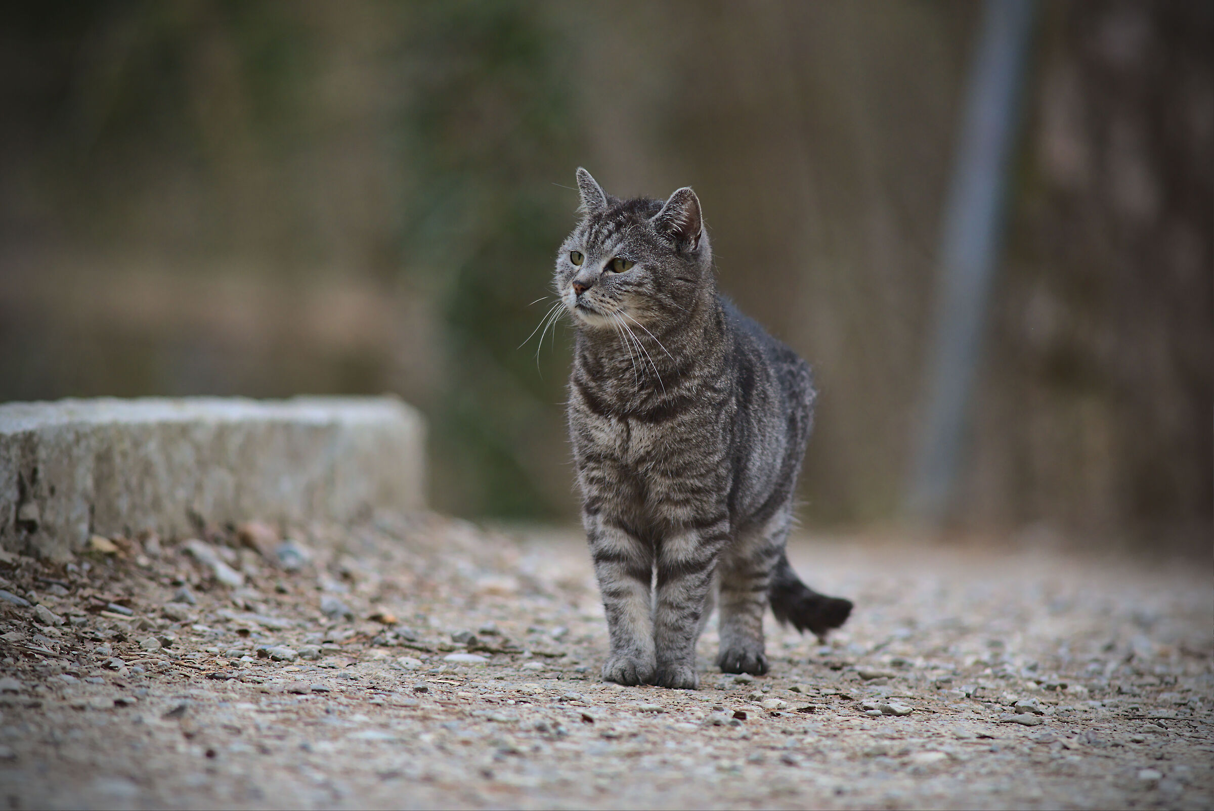 Maybe I saw something....