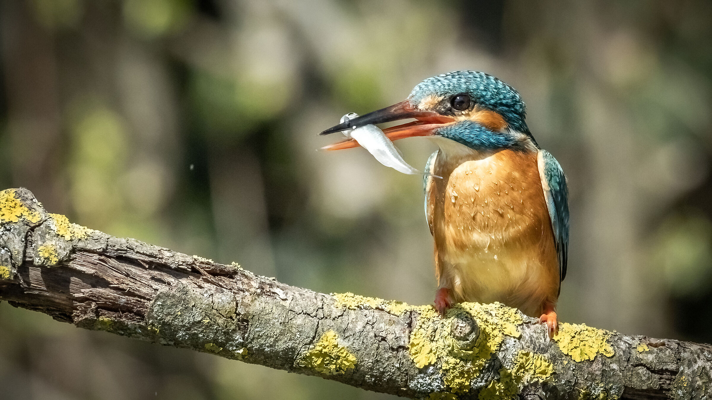 buon appetito martin pescatore