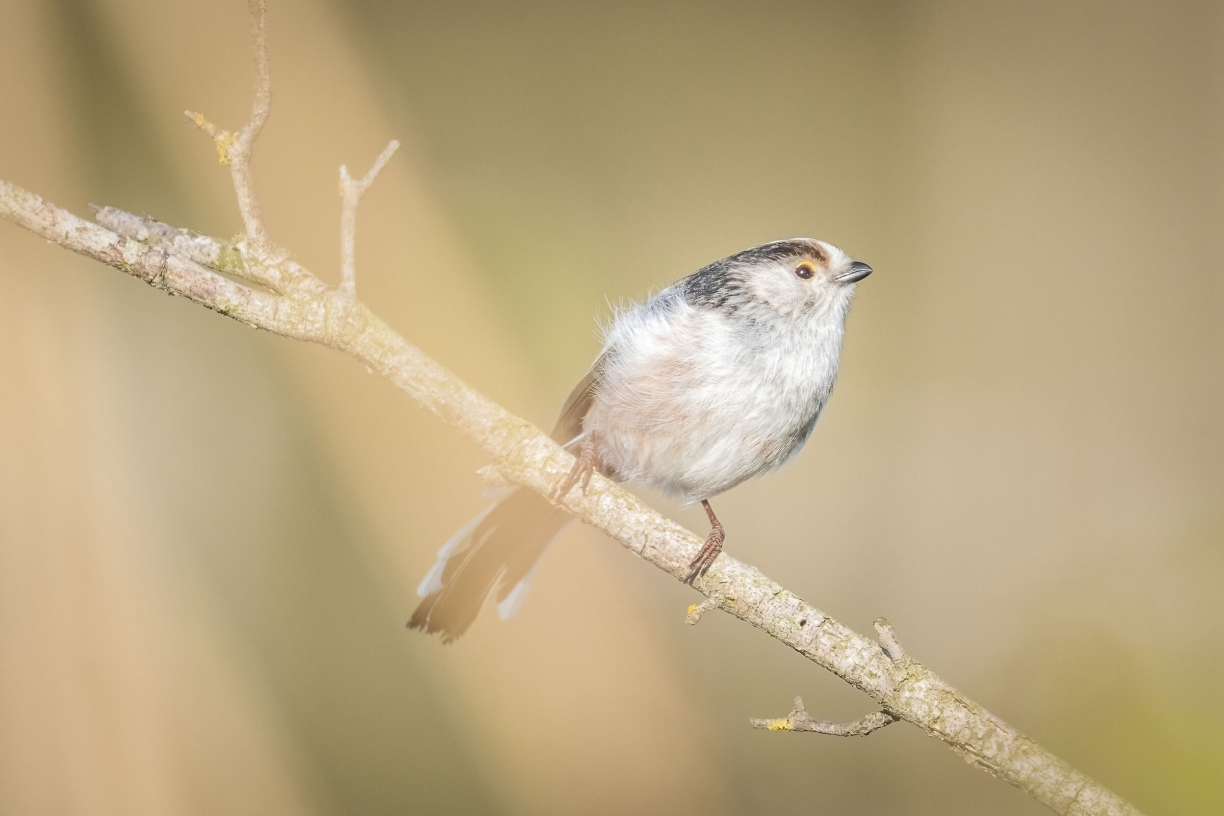 Codibugnolo nel canneto
