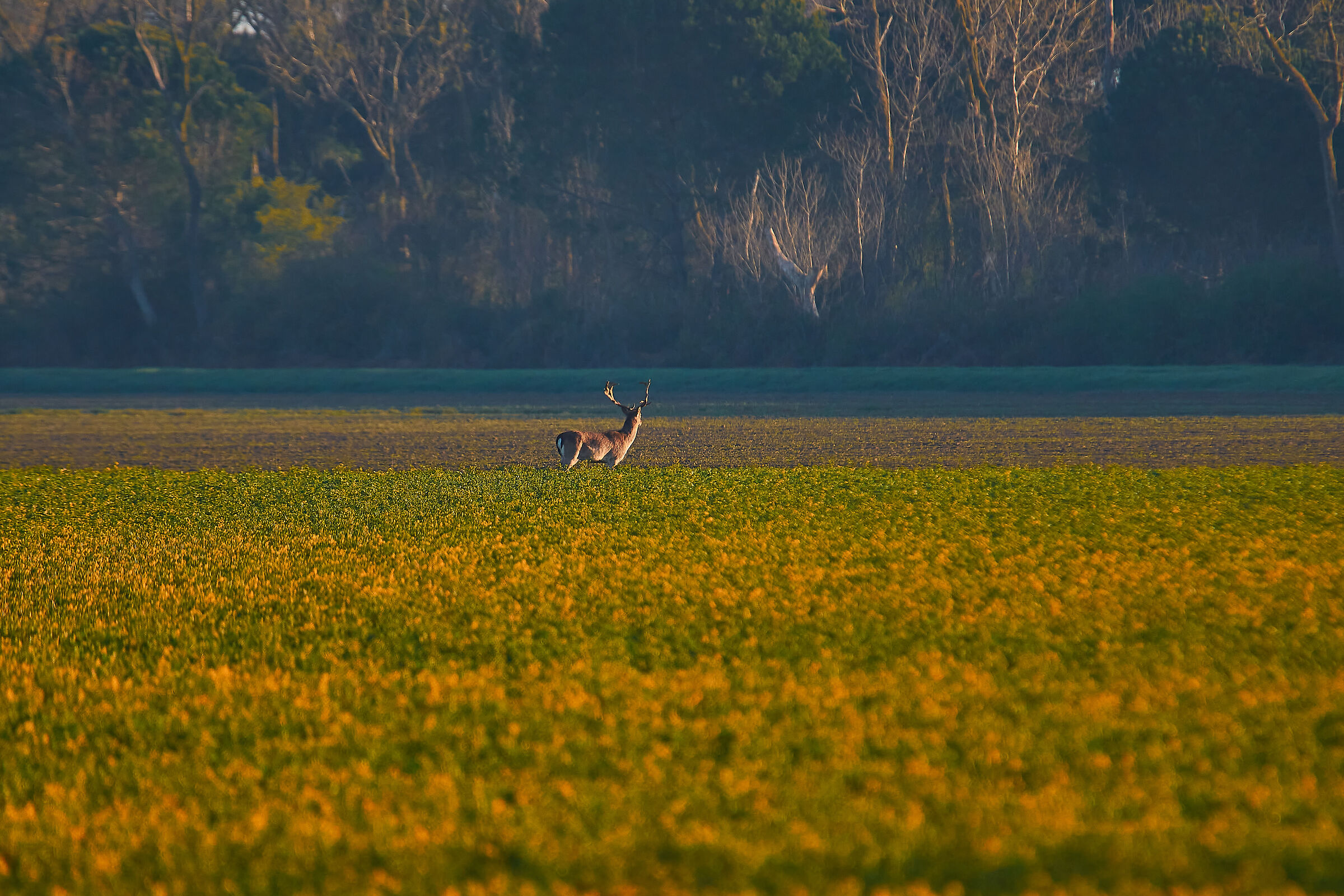 Sea of rapeseed