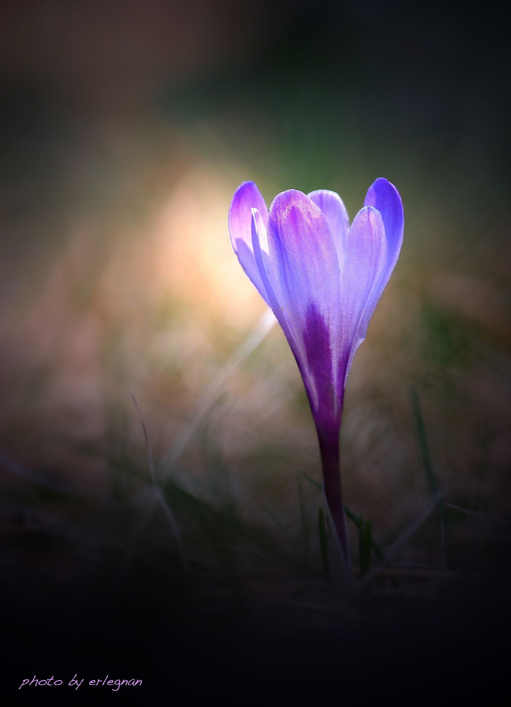 Crocus 2
