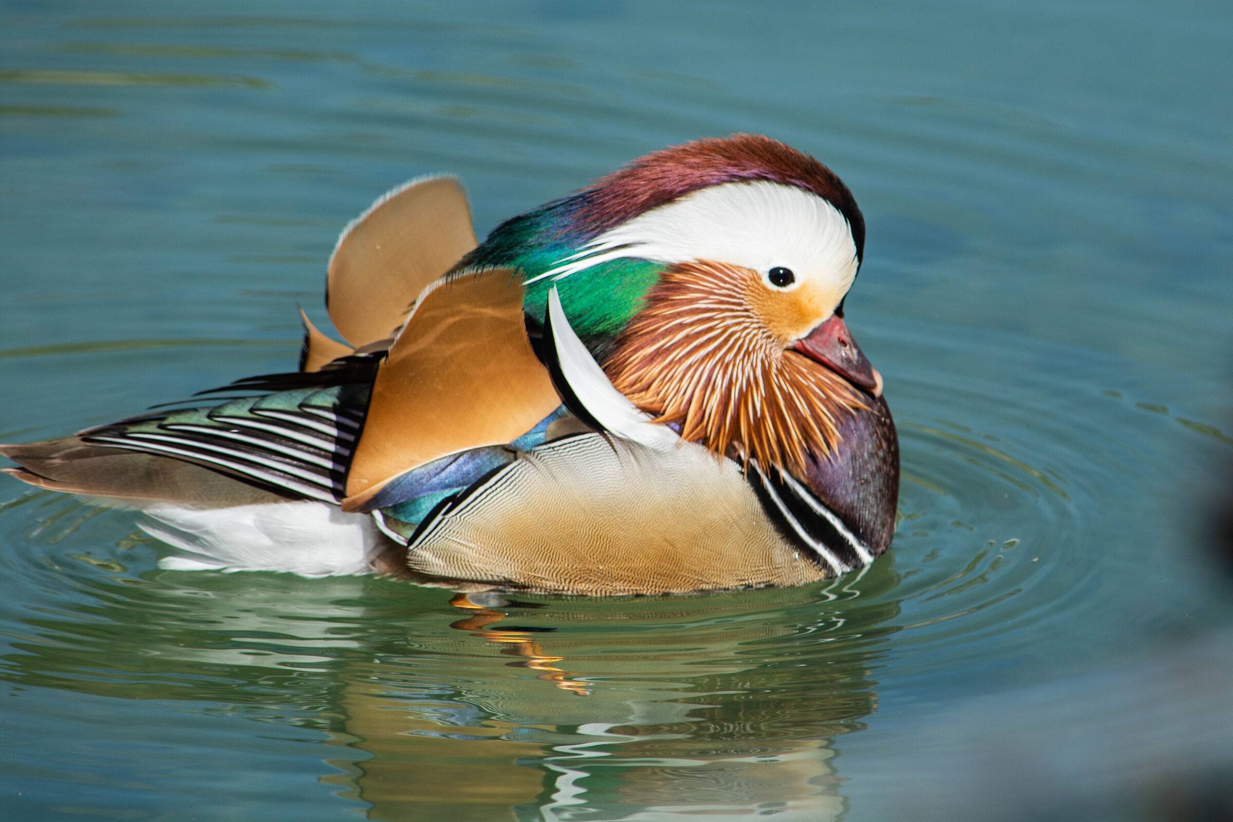 Mandarin duck