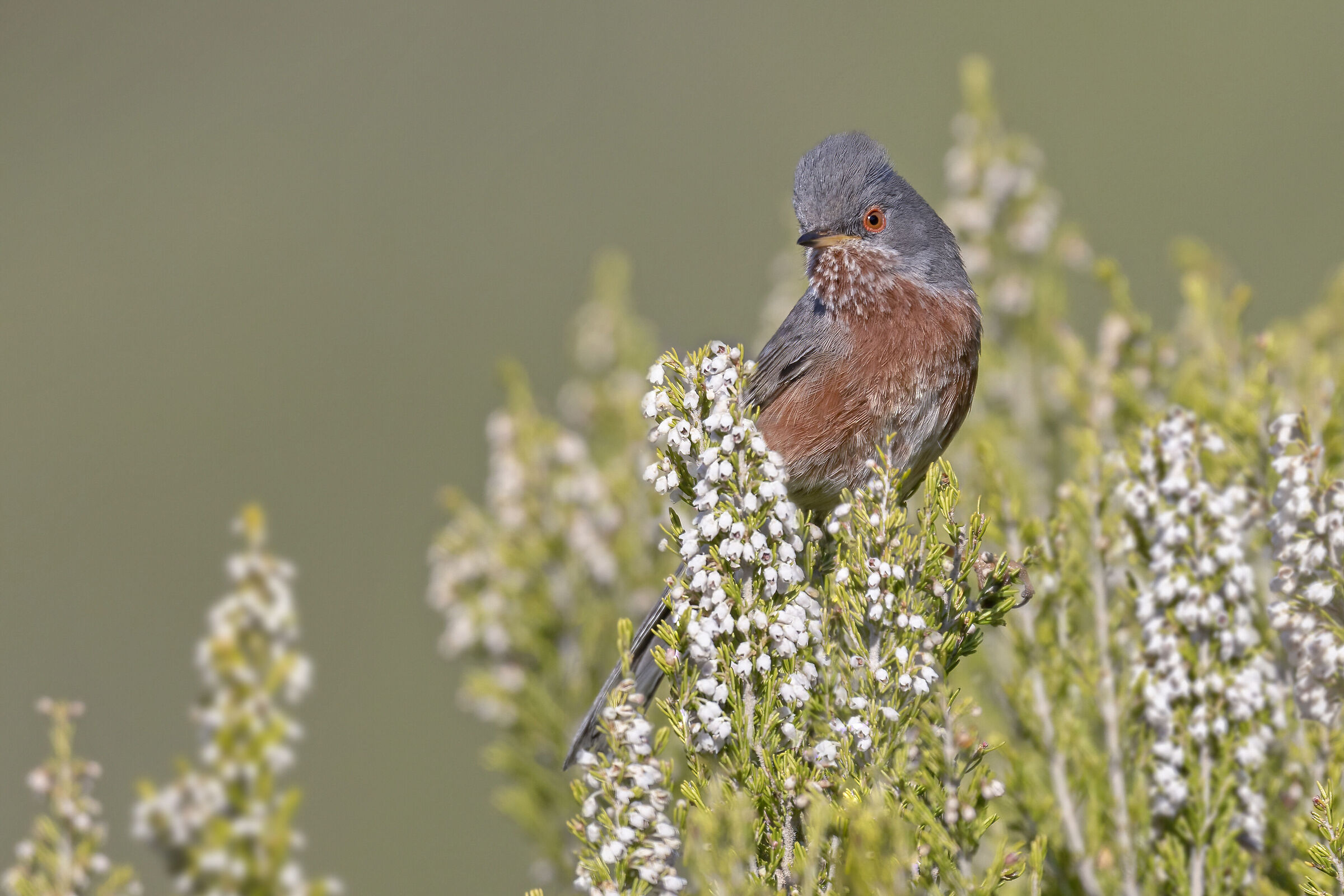 Magnanina, un folletto nell'Erica
