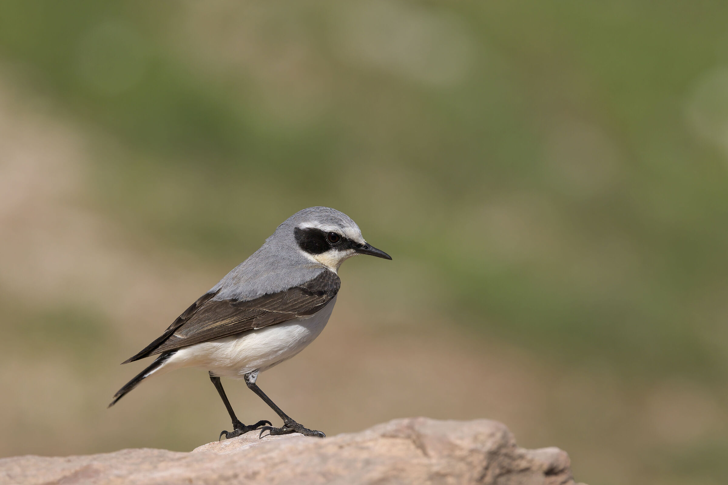 Culbianco (Oenanthe oenanthe)