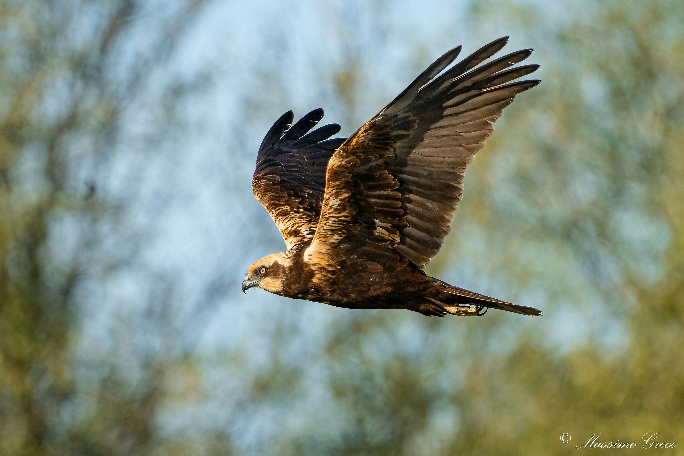 Falco di palude (Circus aeruginosus)