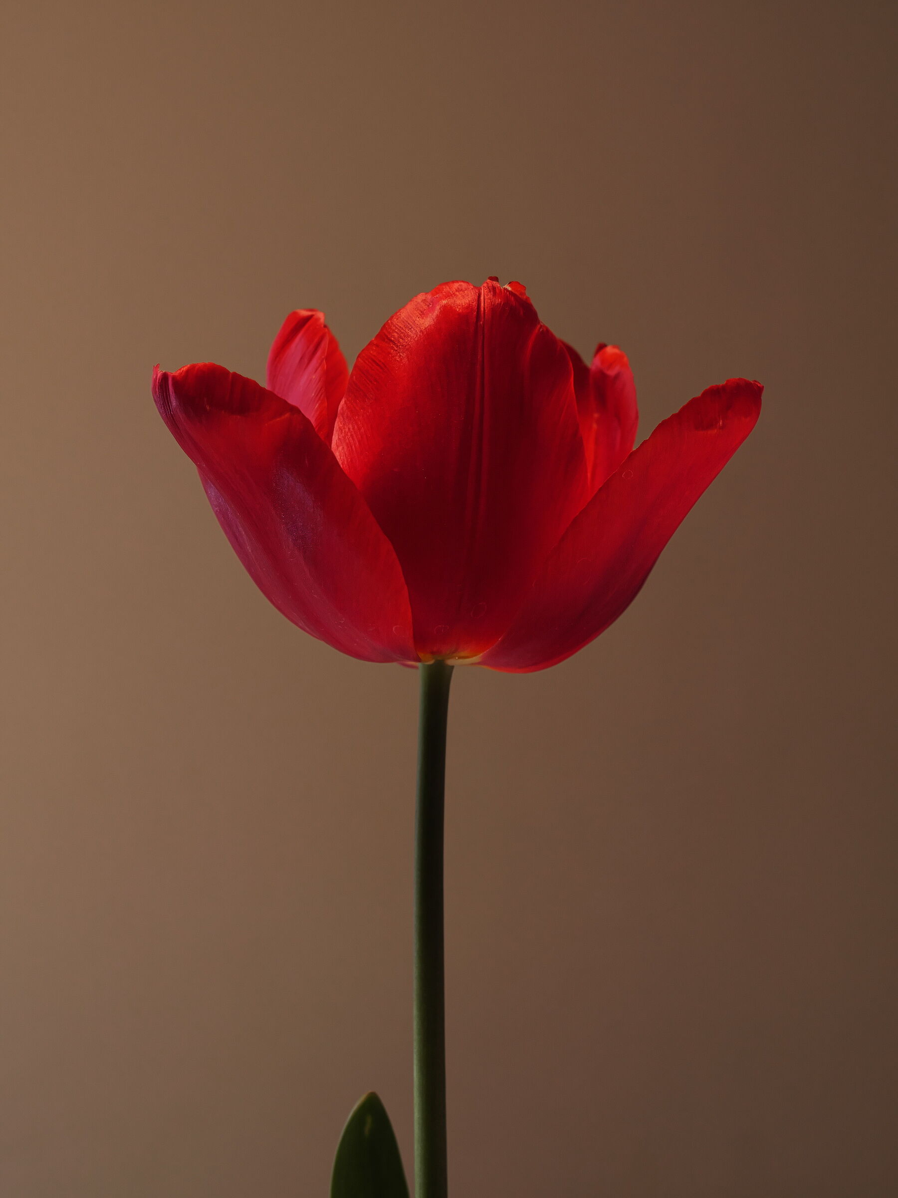 Red tulip
