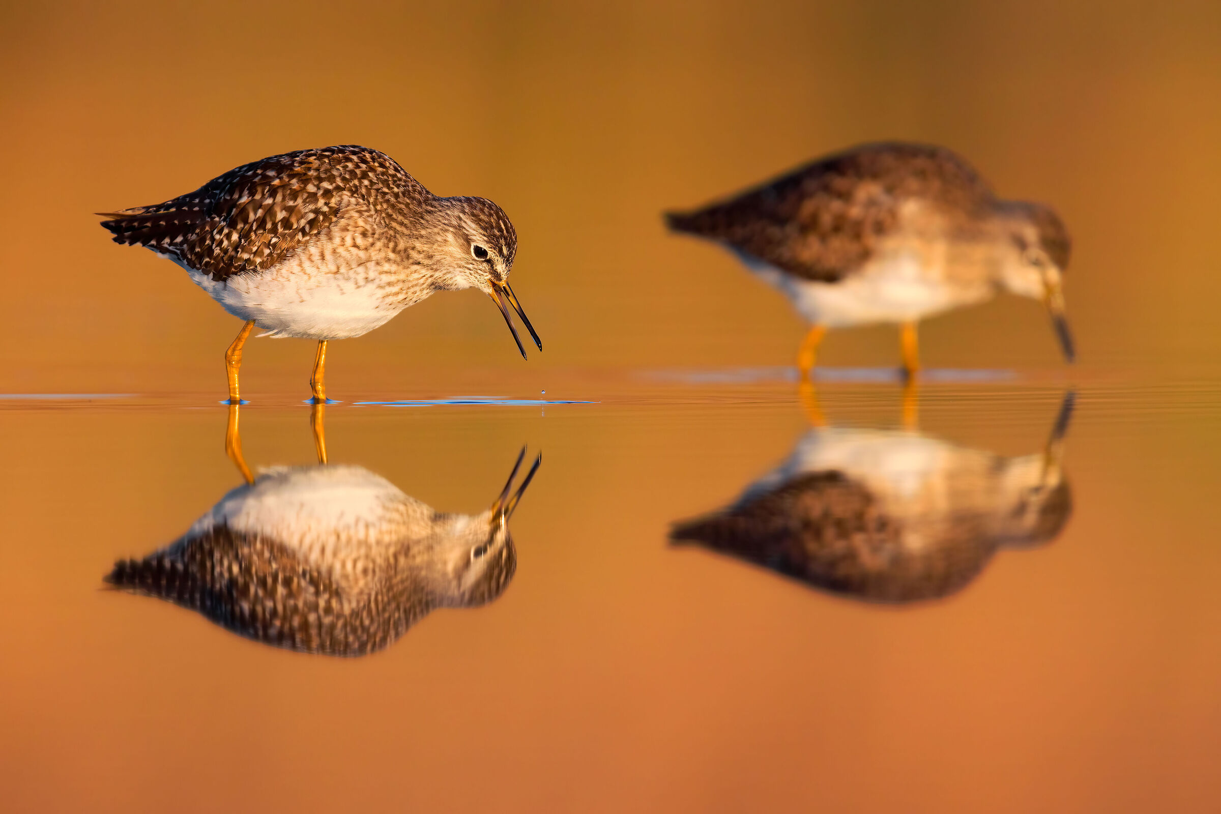 Piro Piro Boscherecci