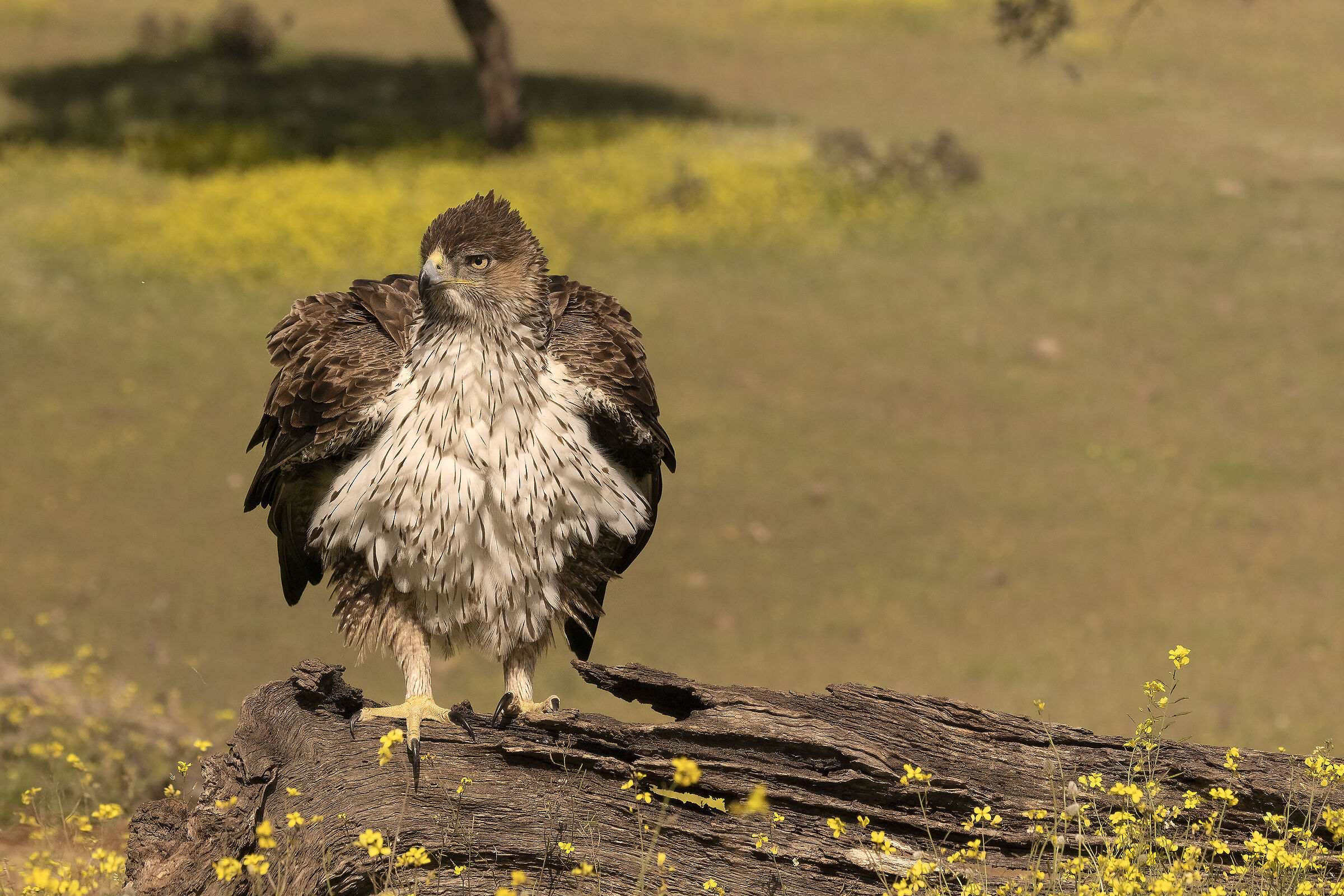 Aquila del bonelli