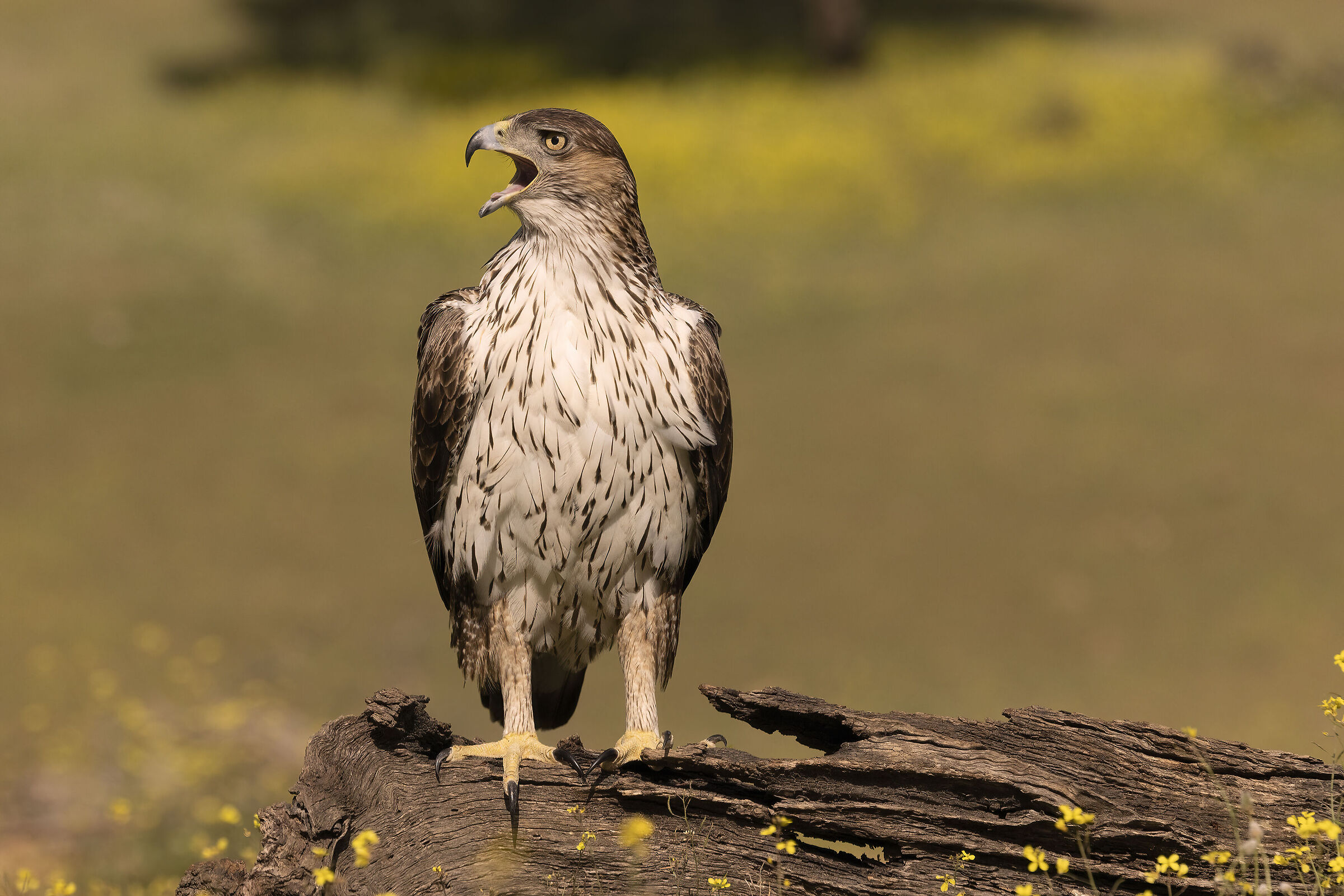 Aquila del bonelli